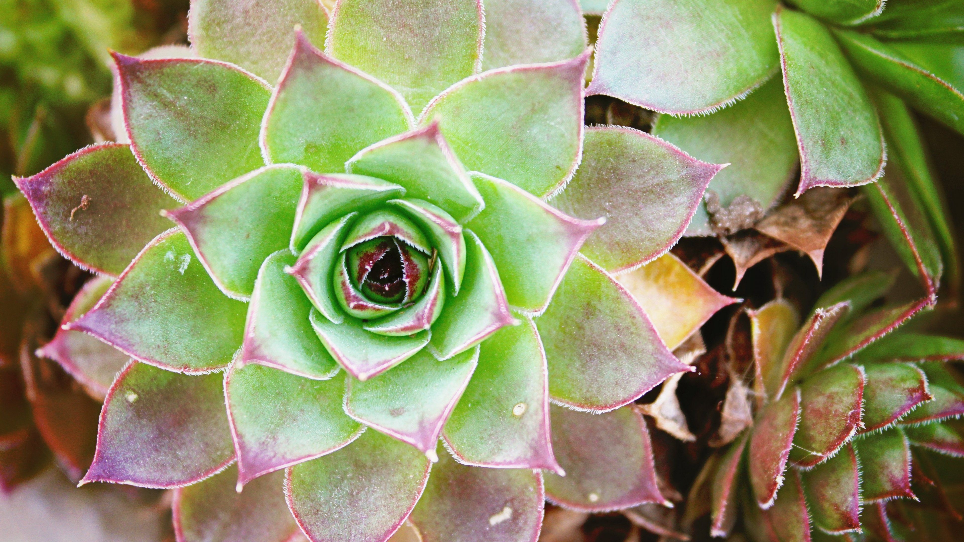 Cactus, Desert oasis, Prickly beauty, Nature's marvel, 3840x2160 4K Desktop