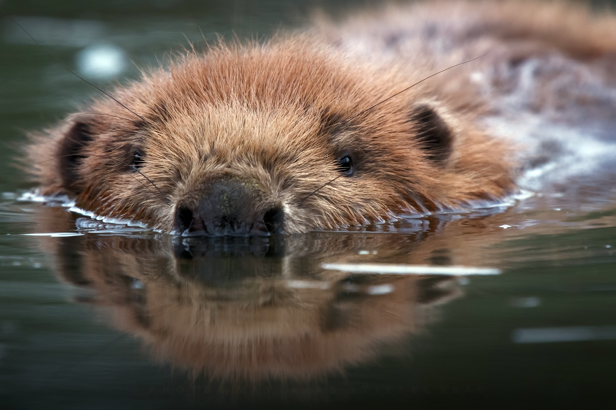 Beaver wallpapers, Nature backgrounds, Wildlife images, Animal photos, 2050x1370 HD Desktop