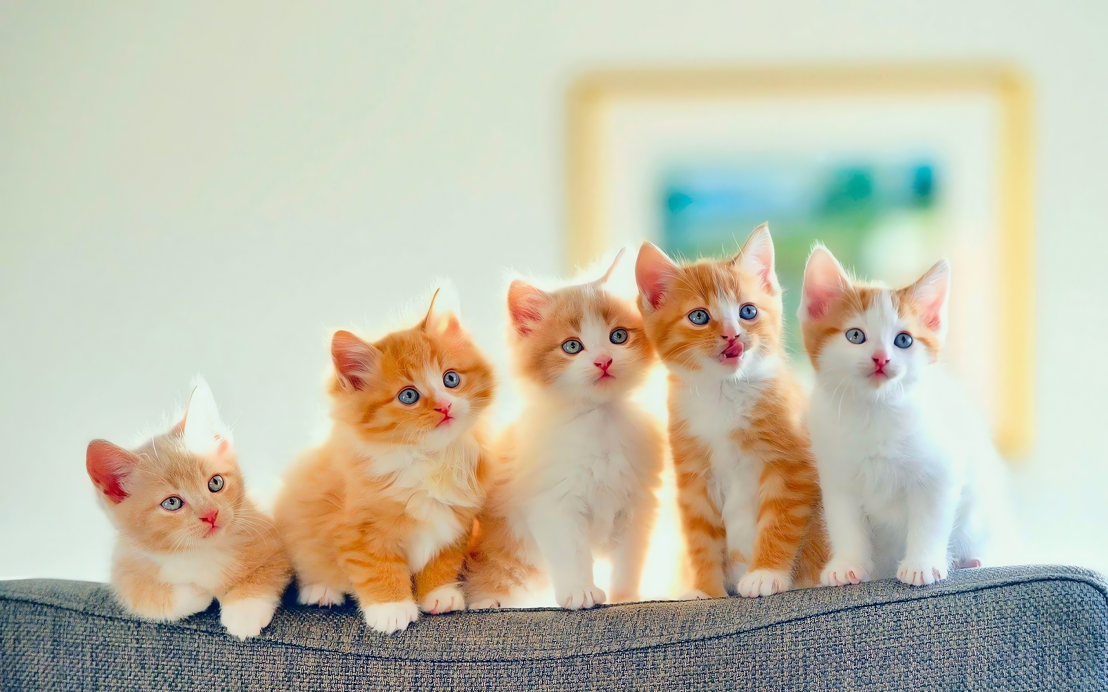 Kittens, Nice Wallpaper, 3840x2400 HD Desktop