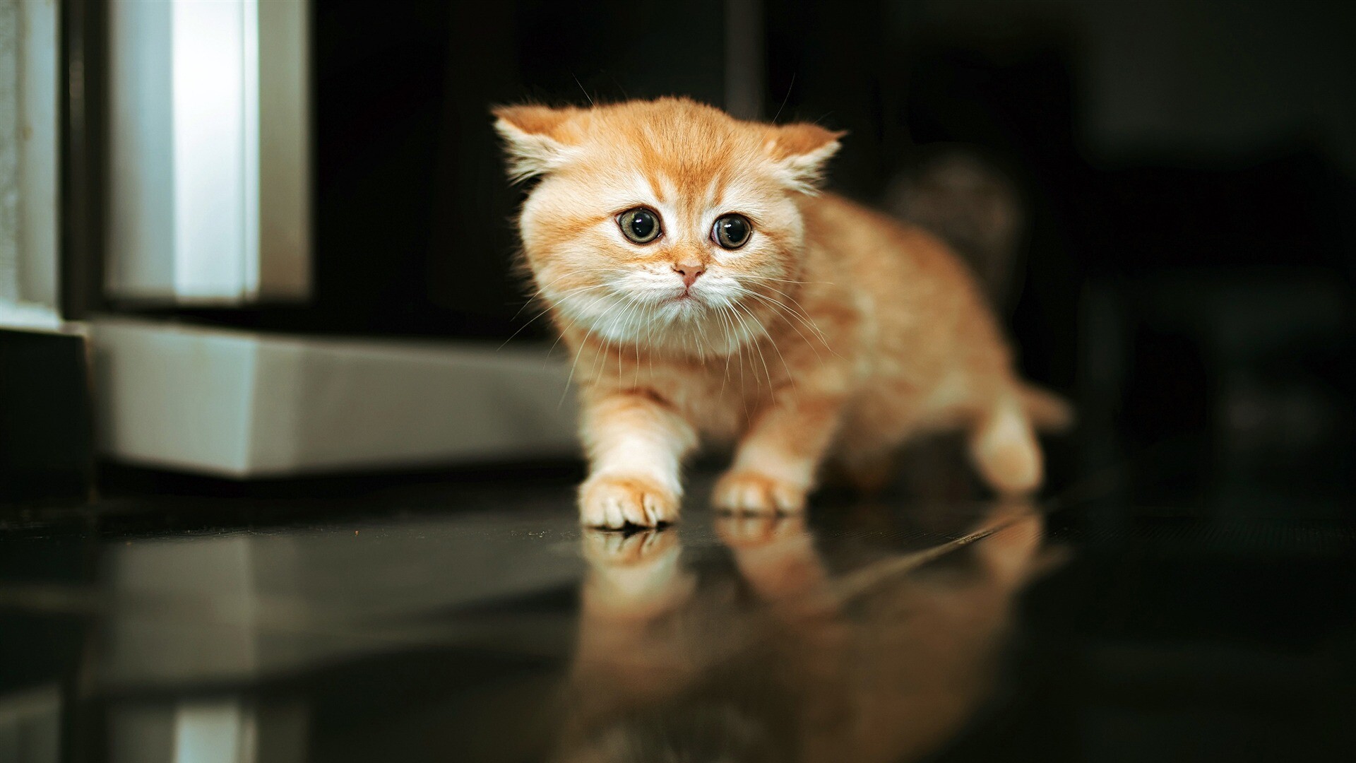 Cute kitten, HD wallpaper, Pling com, 1920x1080 Full HD Desktop