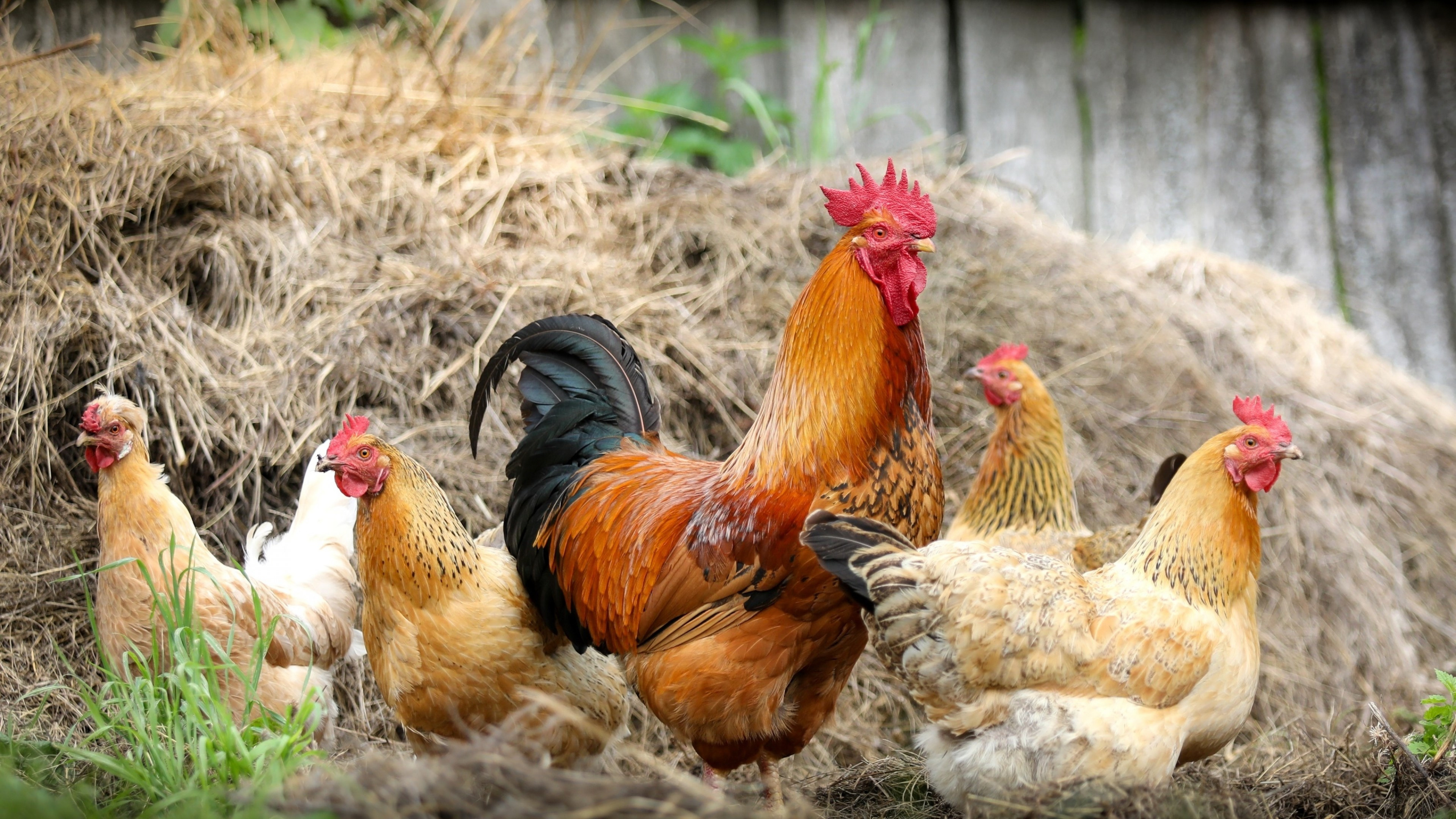 Rooster beauty, Vibrant wallpapers, UHD TV, Wallpaper for chicken enthusiasts, 3840x2160 4K Desktop