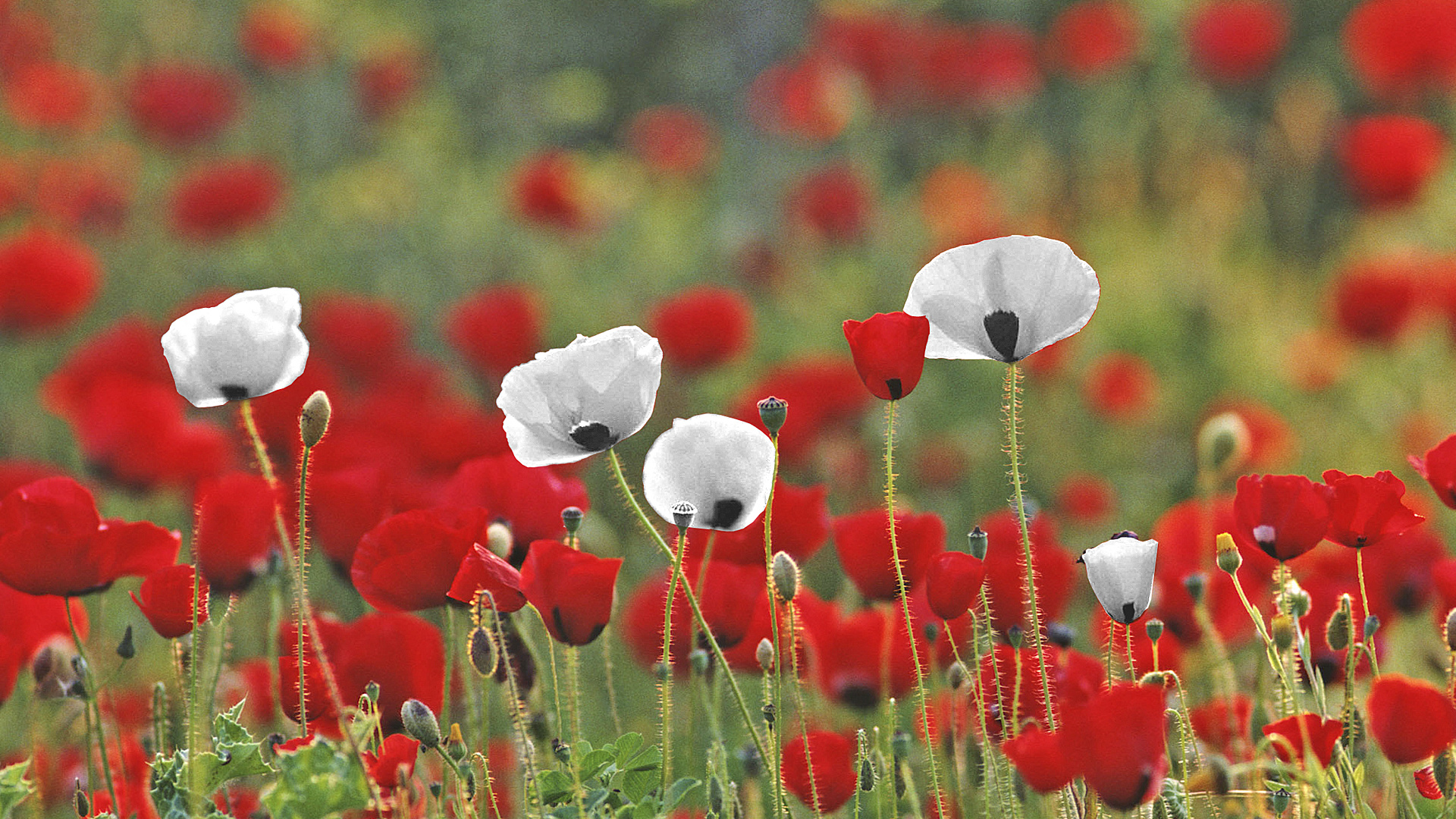 Poppies wallpaper, Striking beauty, Enchanting blooms, Floral fascination, 1920x1080 Full HD Desktop