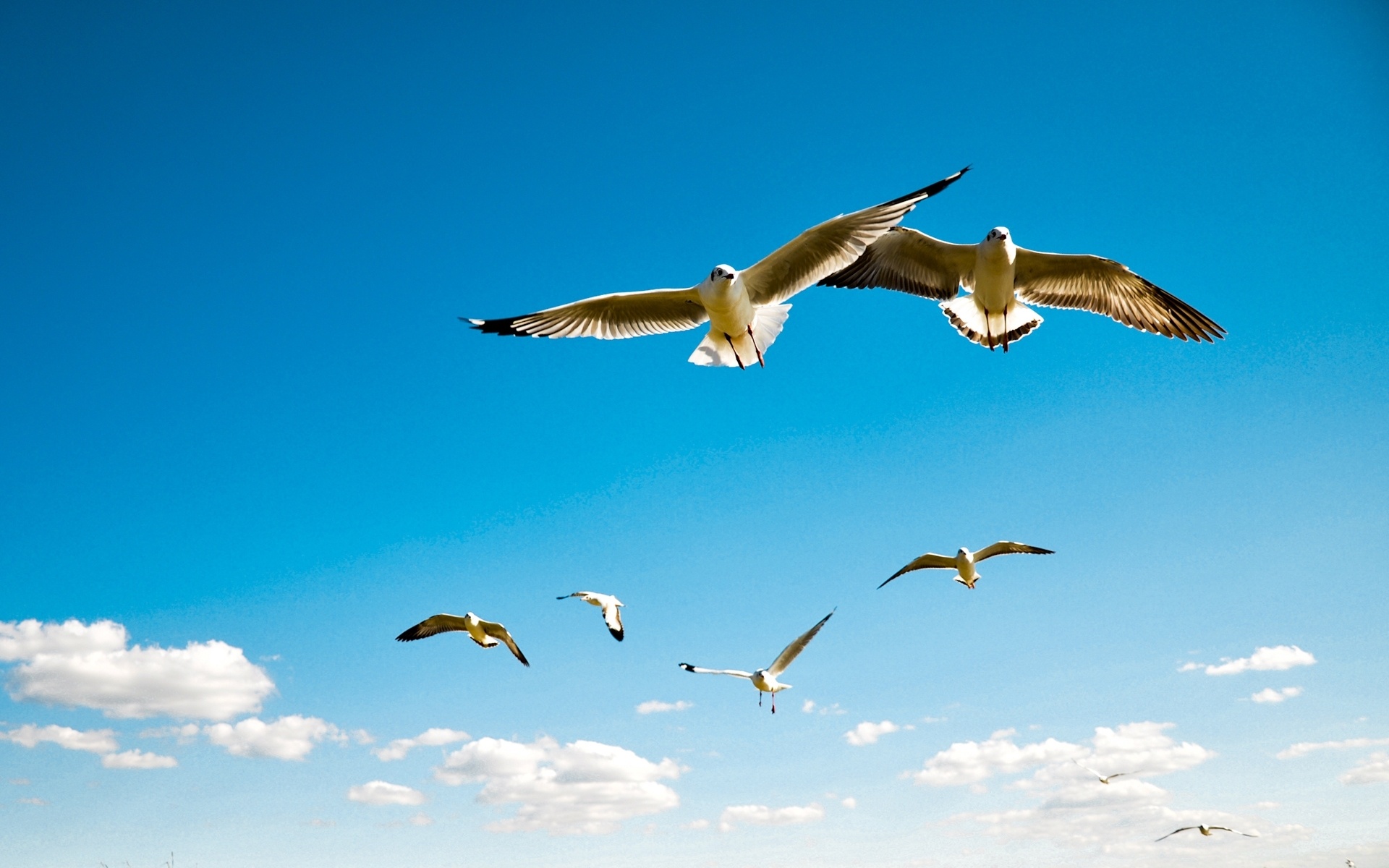 Turquoise feathered birds, Albatross species, Exquisite oceanic creatures, Wallpaper for your phone, 1920x1200 HD Desktop