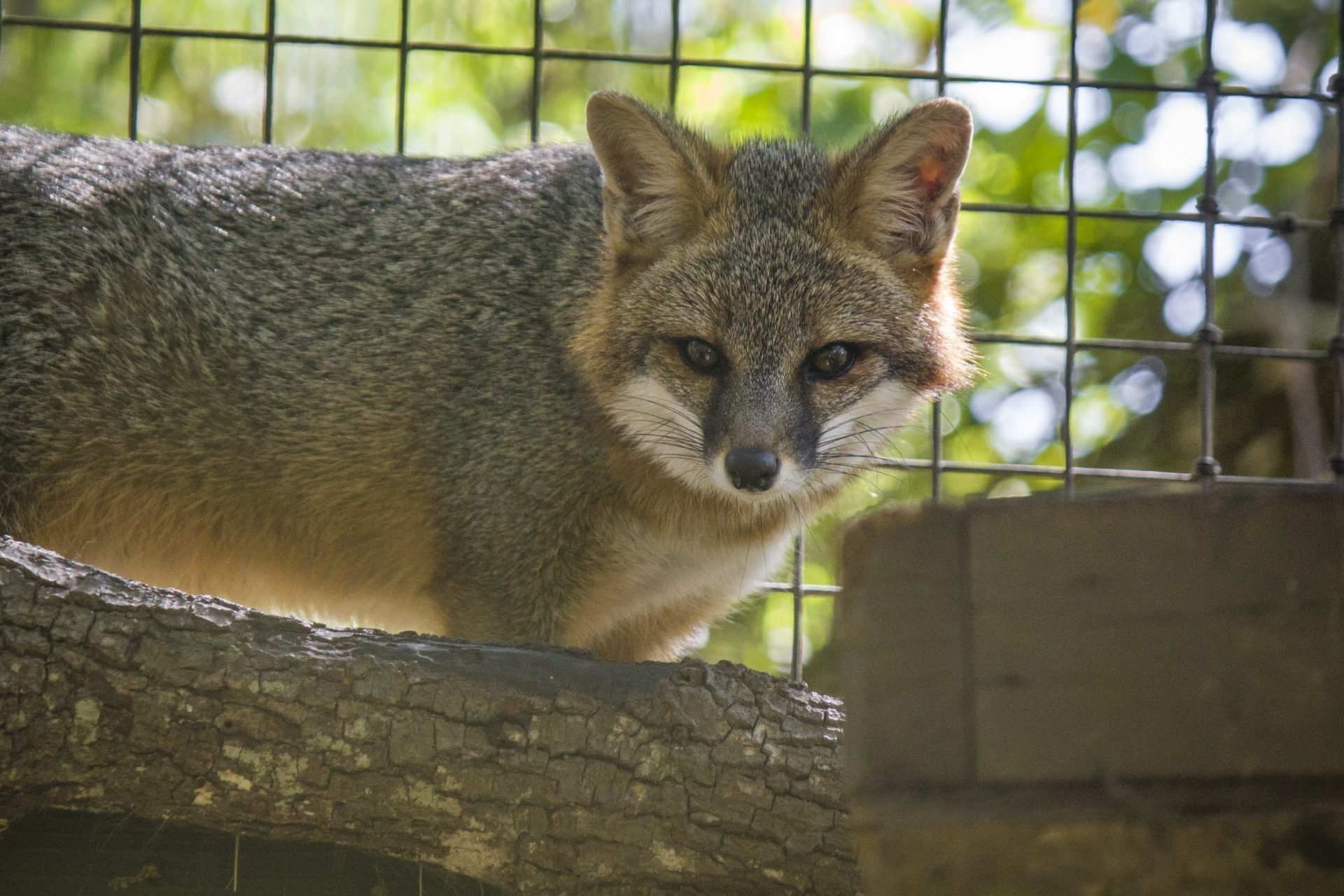 Gray Fox, Majestic fox species, Silent and stealthy hunter, Admirable survival skills, 1920x1280 HD Desktop