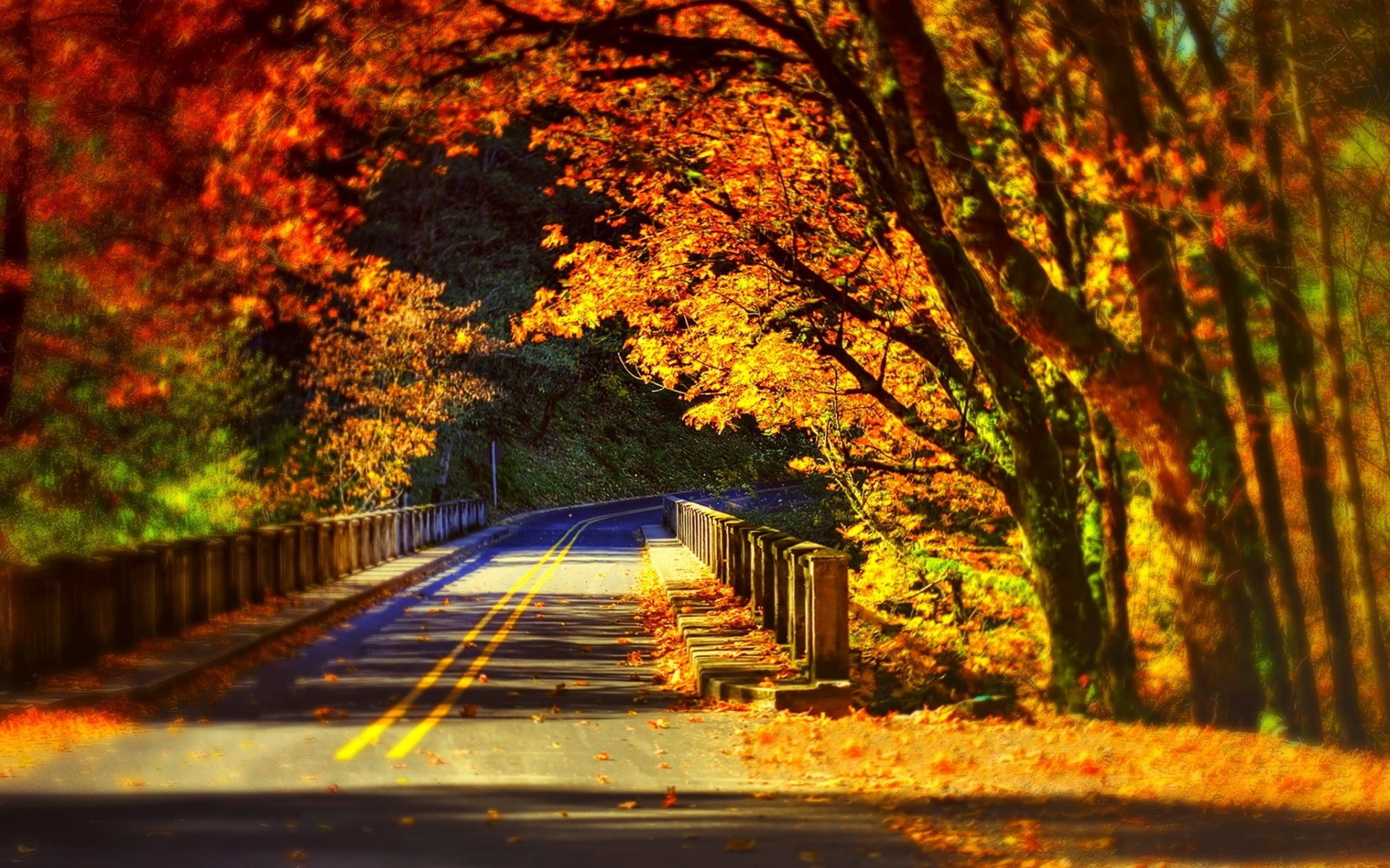 Maple trees beside road, HD wallpaper, Nature, Landscape, 1920x1200 HD Desktop