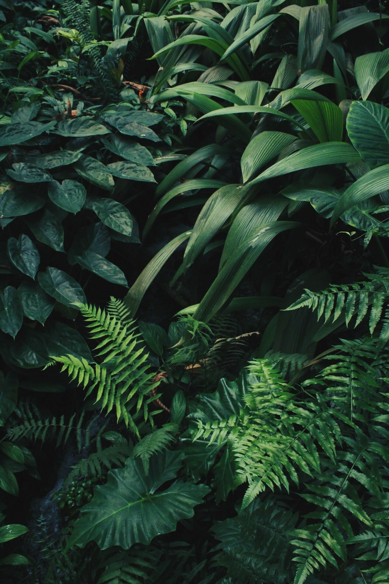 Rainforest plants' beauty, Flora wonderland, Nature's diversity, Green canopy, 1280x1920 HD Phone