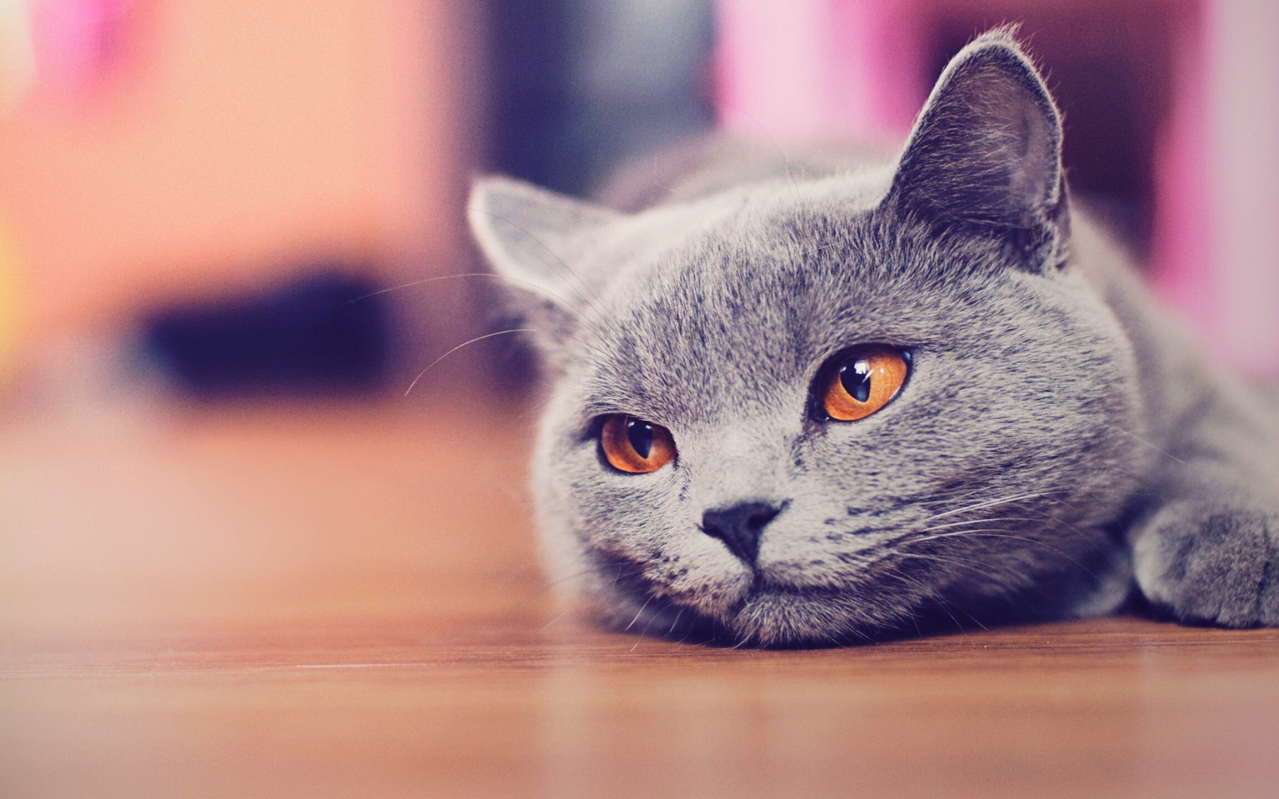 British Cat, Elegant shorthair, Top quality wallpapers, Timeless beauty, 2560x1600 HD Desktop