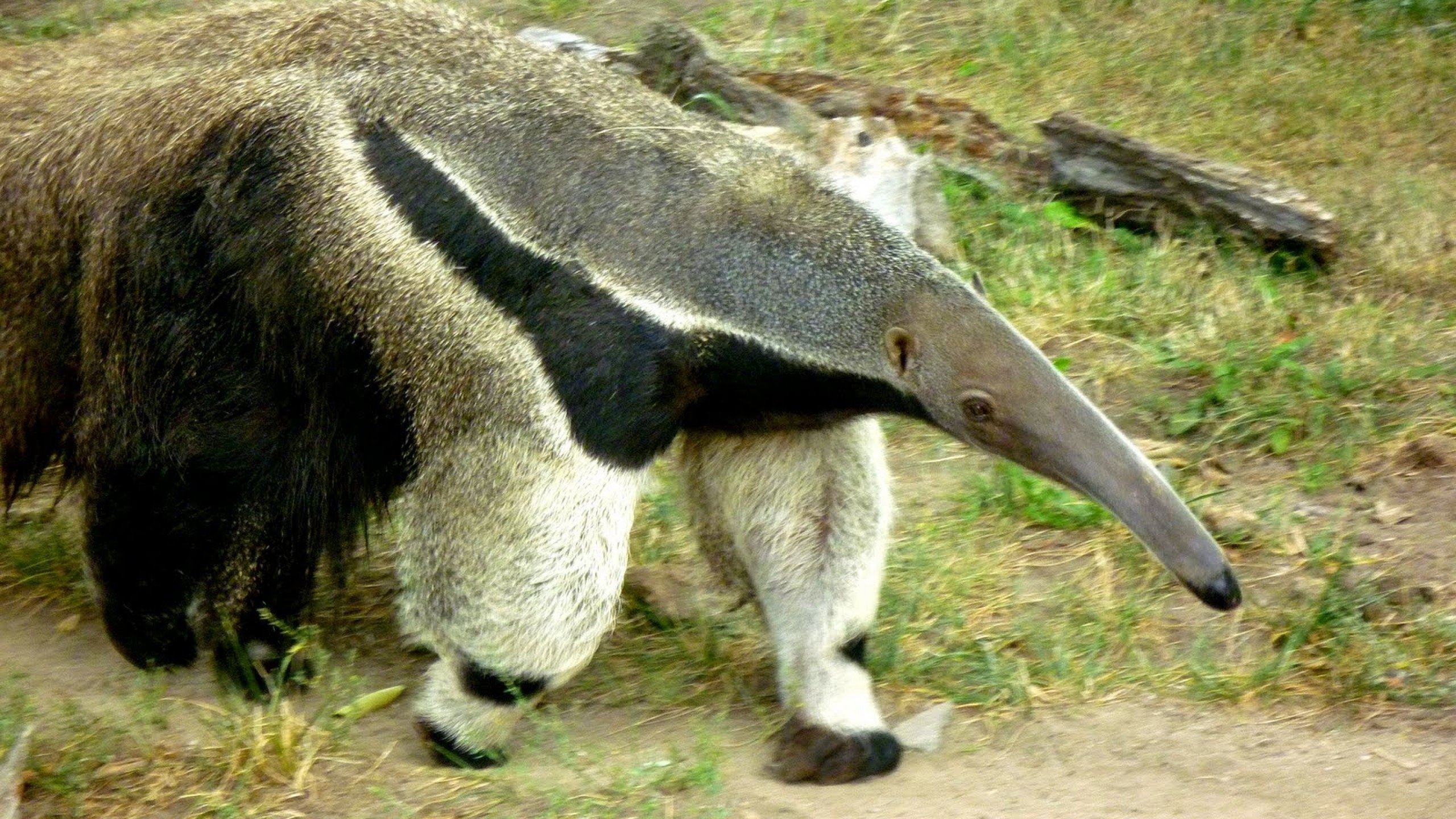 Anteater vermilingua wallpapers, Hd desktop, Mobile backgrounds, Wallpaper, 2560x1440 HD Desktop