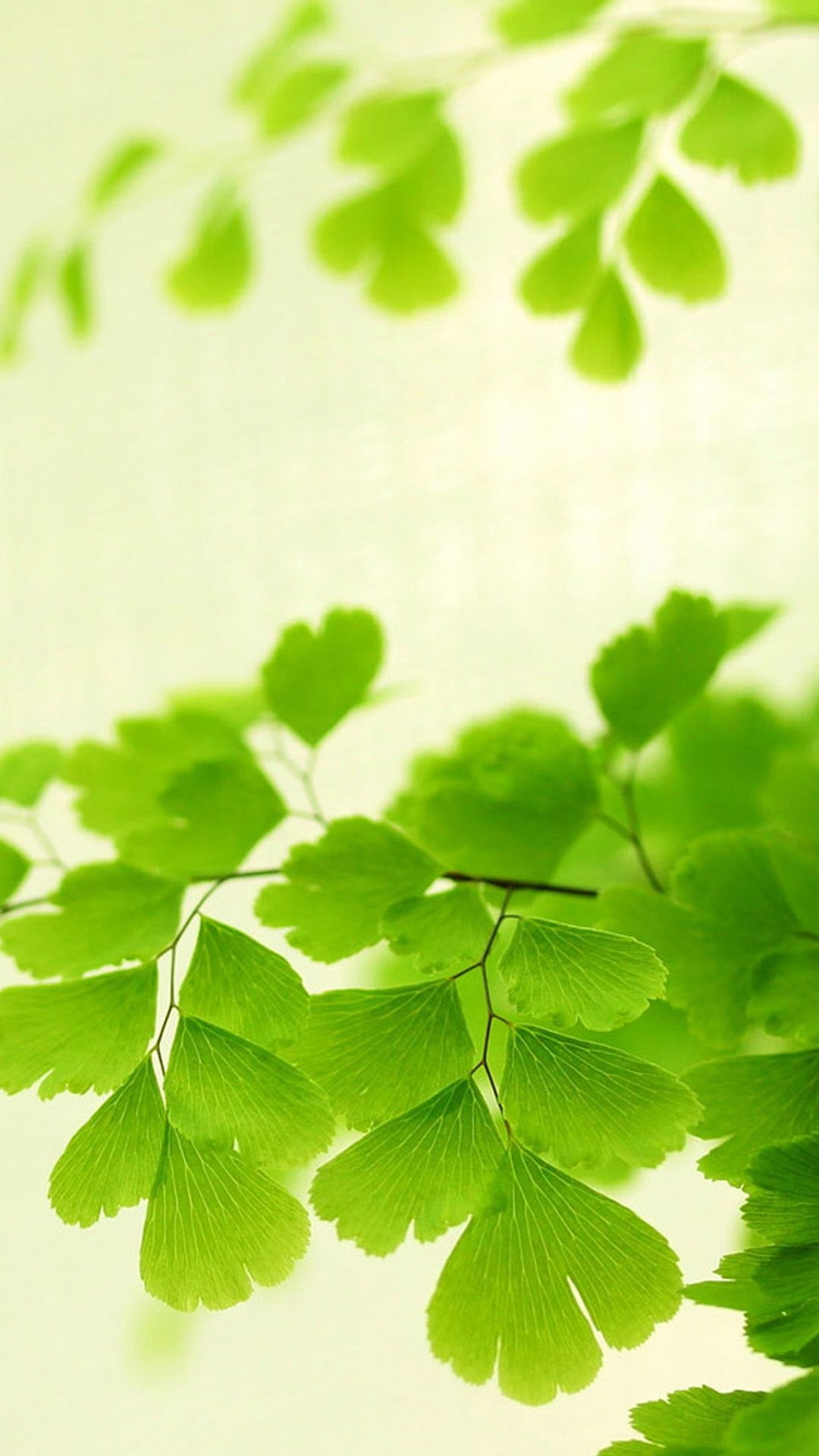 Ginkgo Biloba, Nature's delight, Vibrant branches, Vintage aesthetics, 1080x1920 Full HD Phone