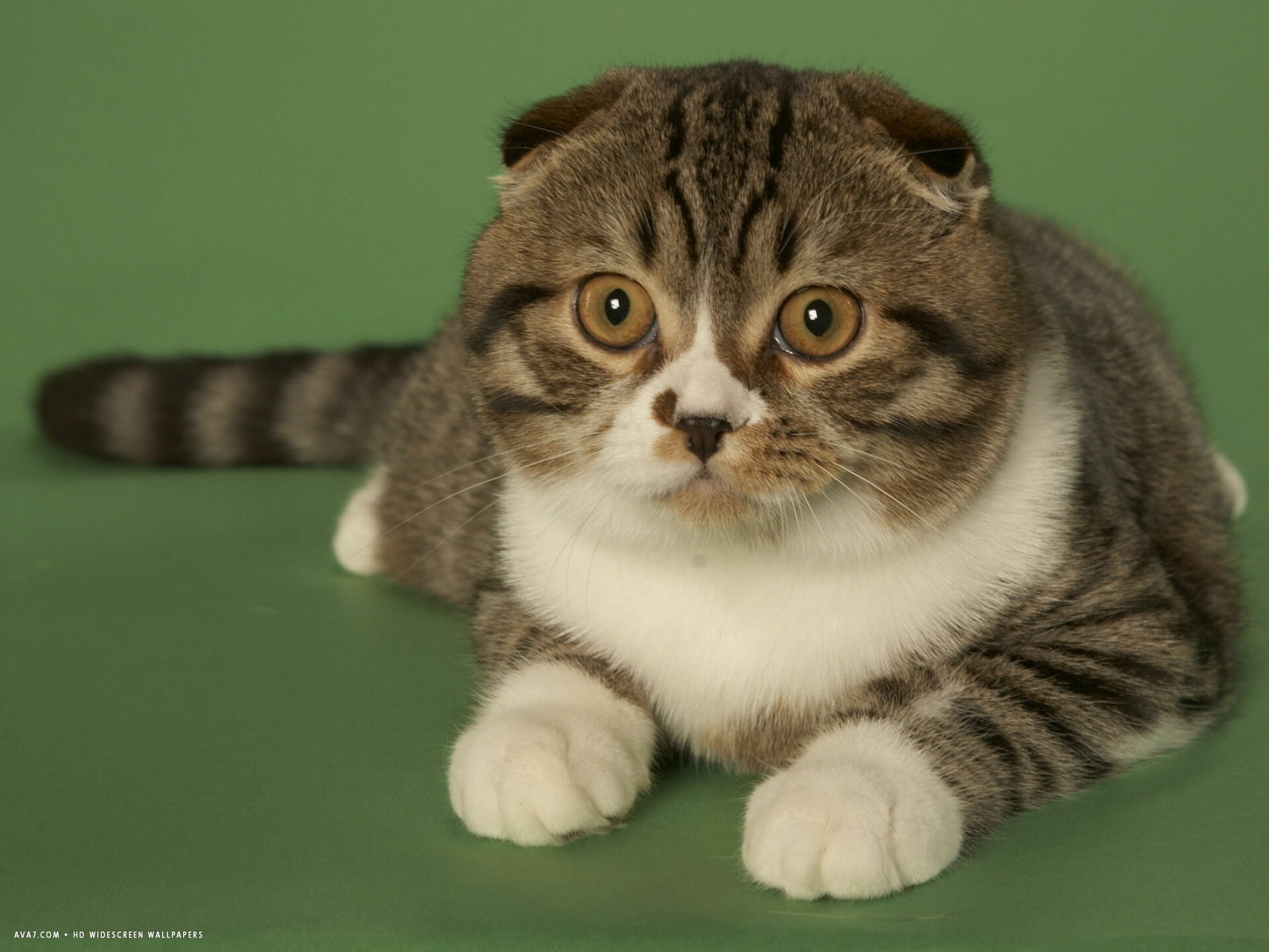 Scottish Fold, Widescreen beauty, Unique breed, Adorable pose, 1920x1440 HD Desktop