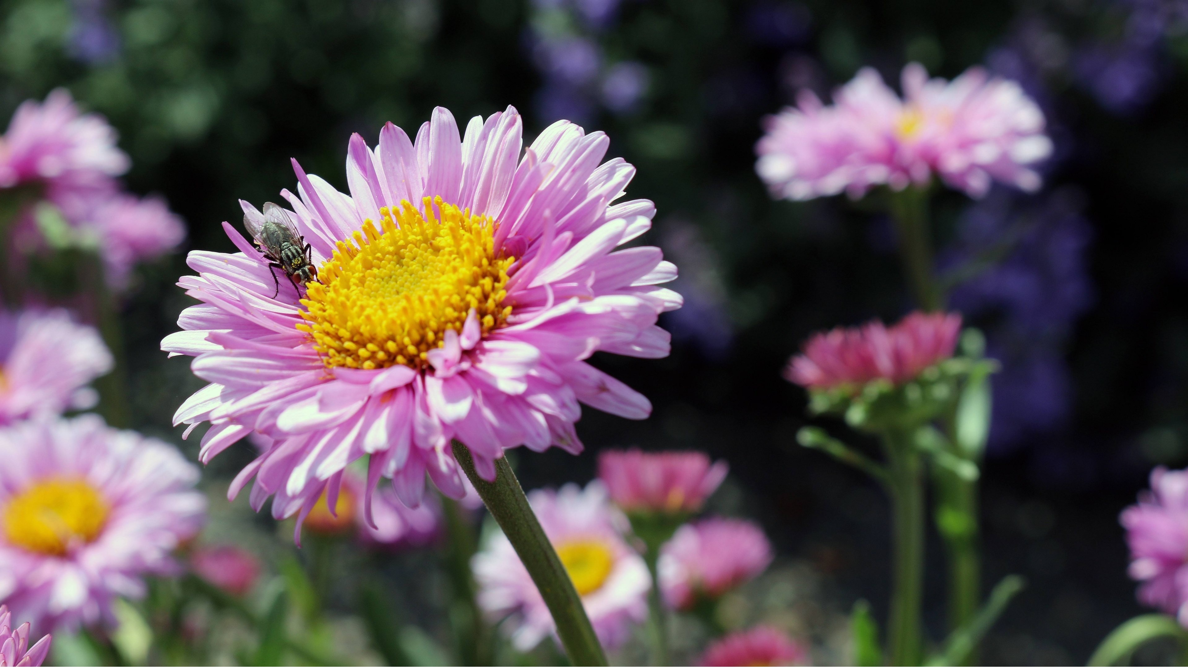 Pink China aster flower, Fly on flower petal, Blurred garden flowerbed, 4K Desktop wallpaper