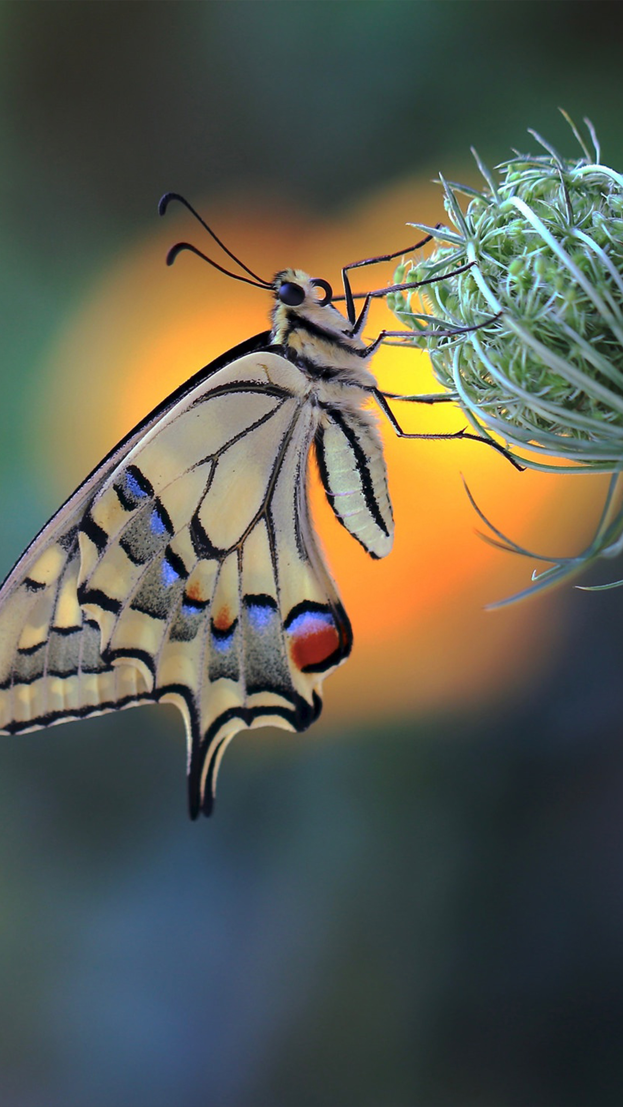 Android insect, Posted by Ryan Sellers, 2160x3840 4K Phone