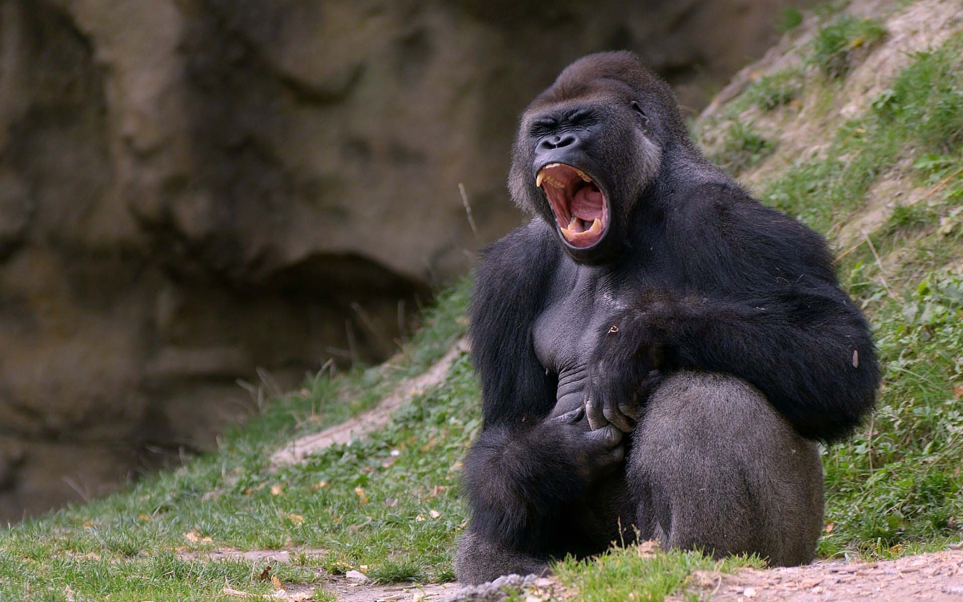 Black gorilla, Cool and unique, High-quality wallpaper, Animal photography, 1920x1200 HD Desktop