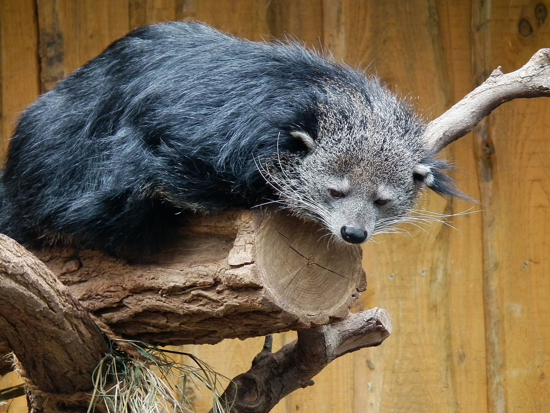 Binturong images, Free download, 1920x1440 HD Desktop