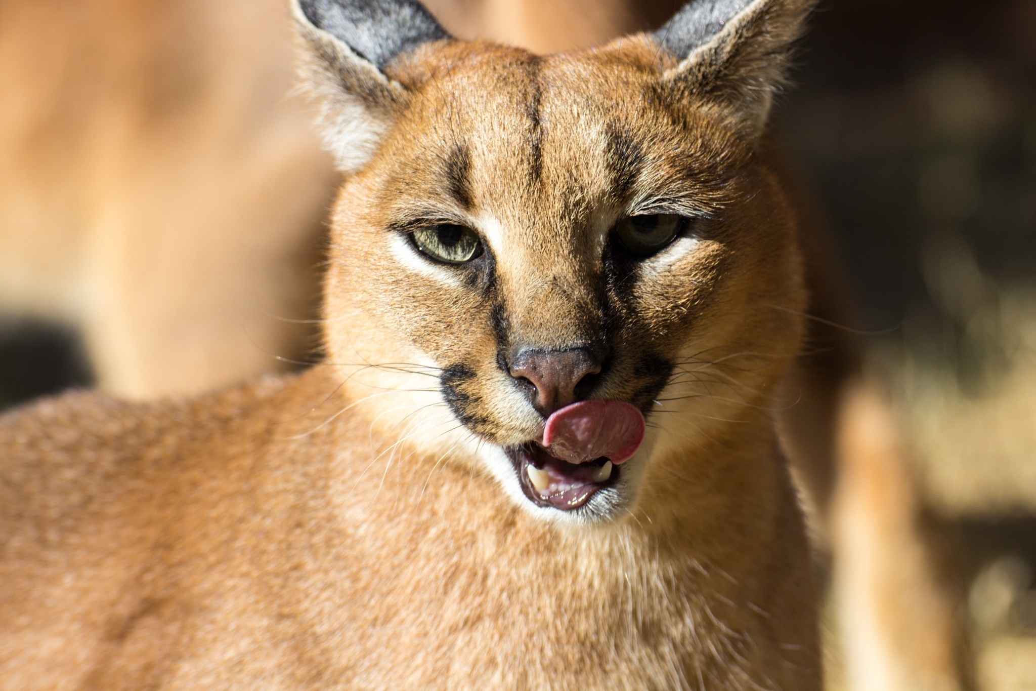 Caracal wallpapers, Stunning visuals, Impressive imagery, High-definition quality, 2050x1370 HD Desktop