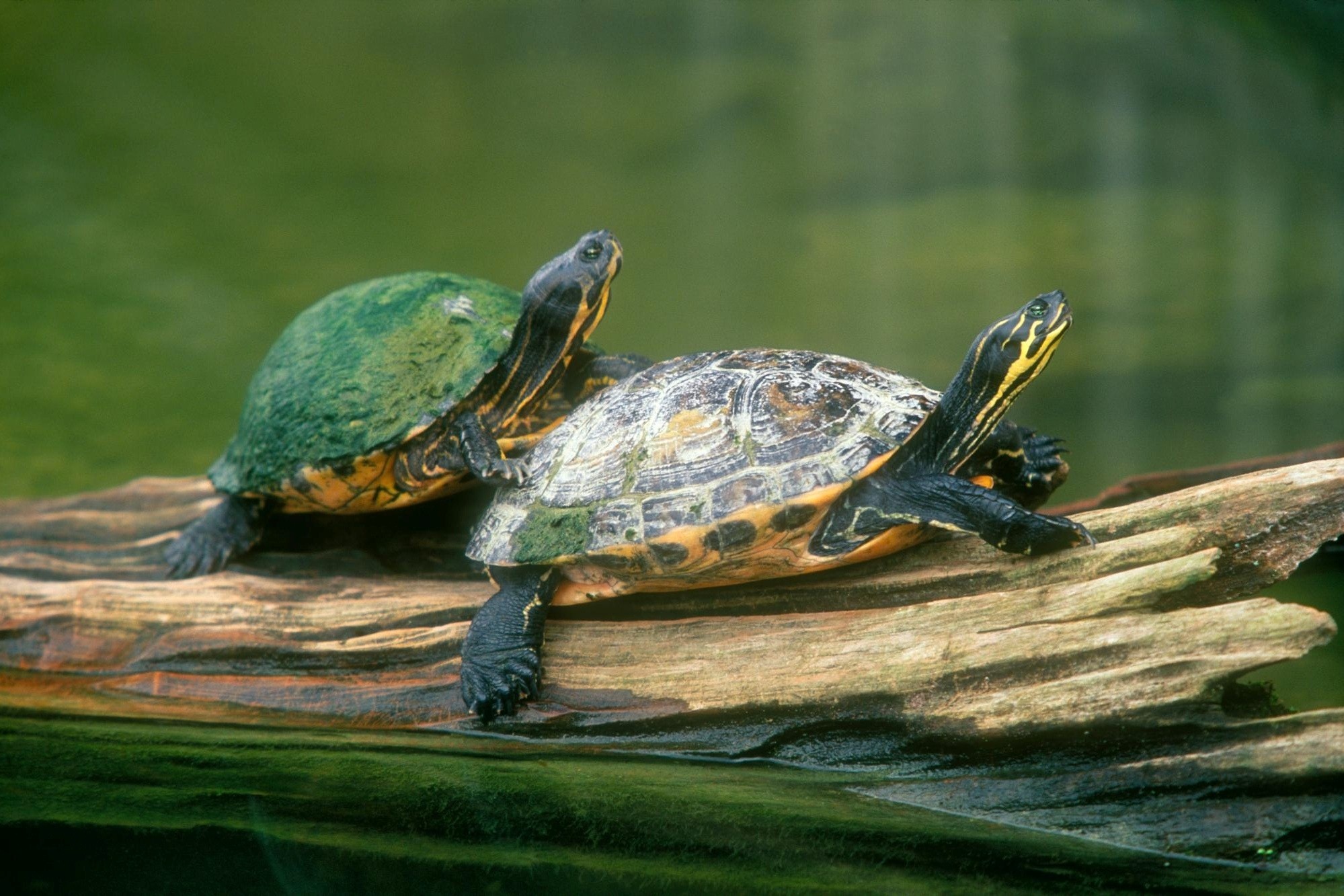 Peninsula cooter, Turtles Wallpaper, 2000x1340 HD Desktop