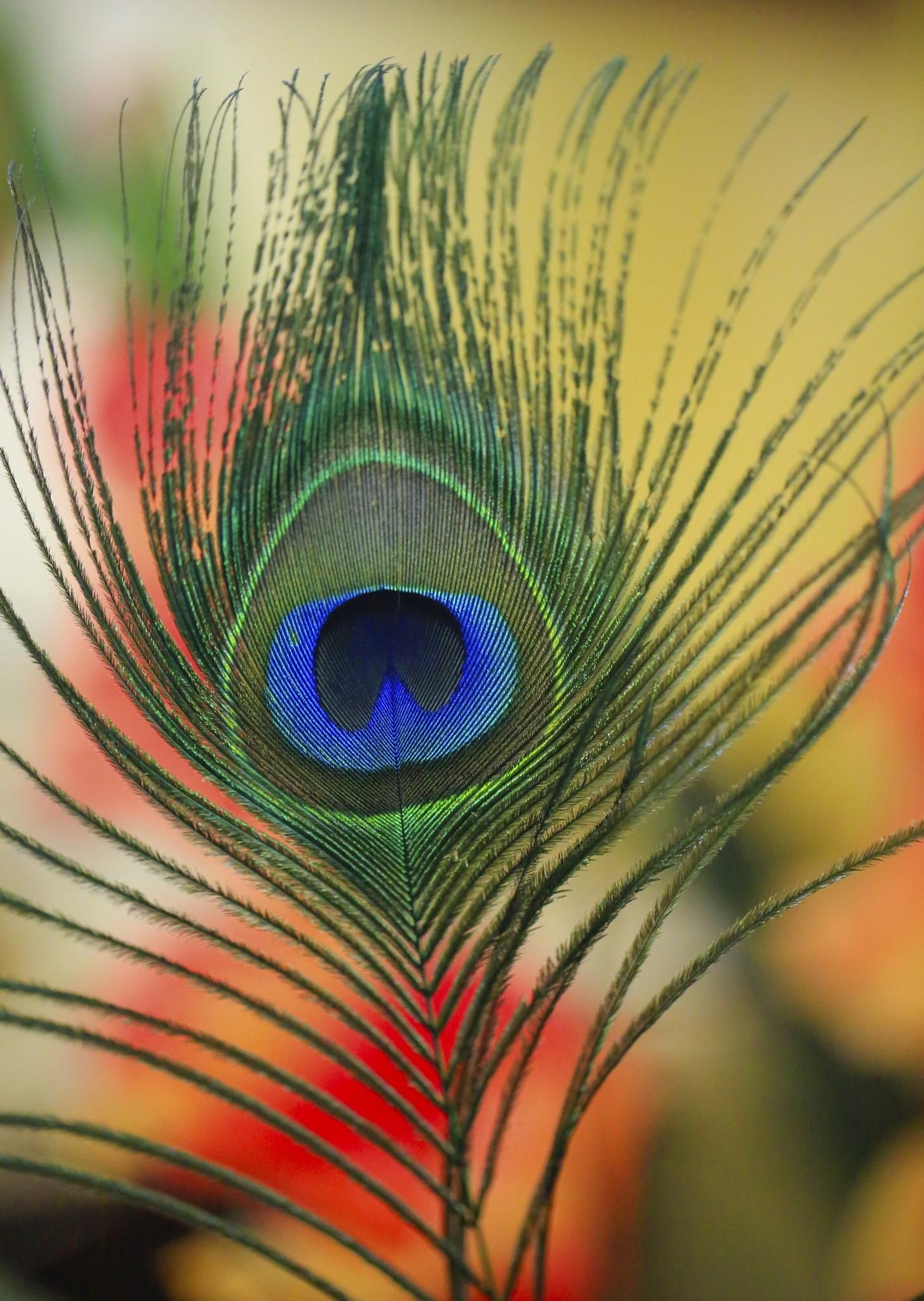 Peacock eye feather, Iridescent barbules, Blurred warm bokeh, HD Phone wallpaper