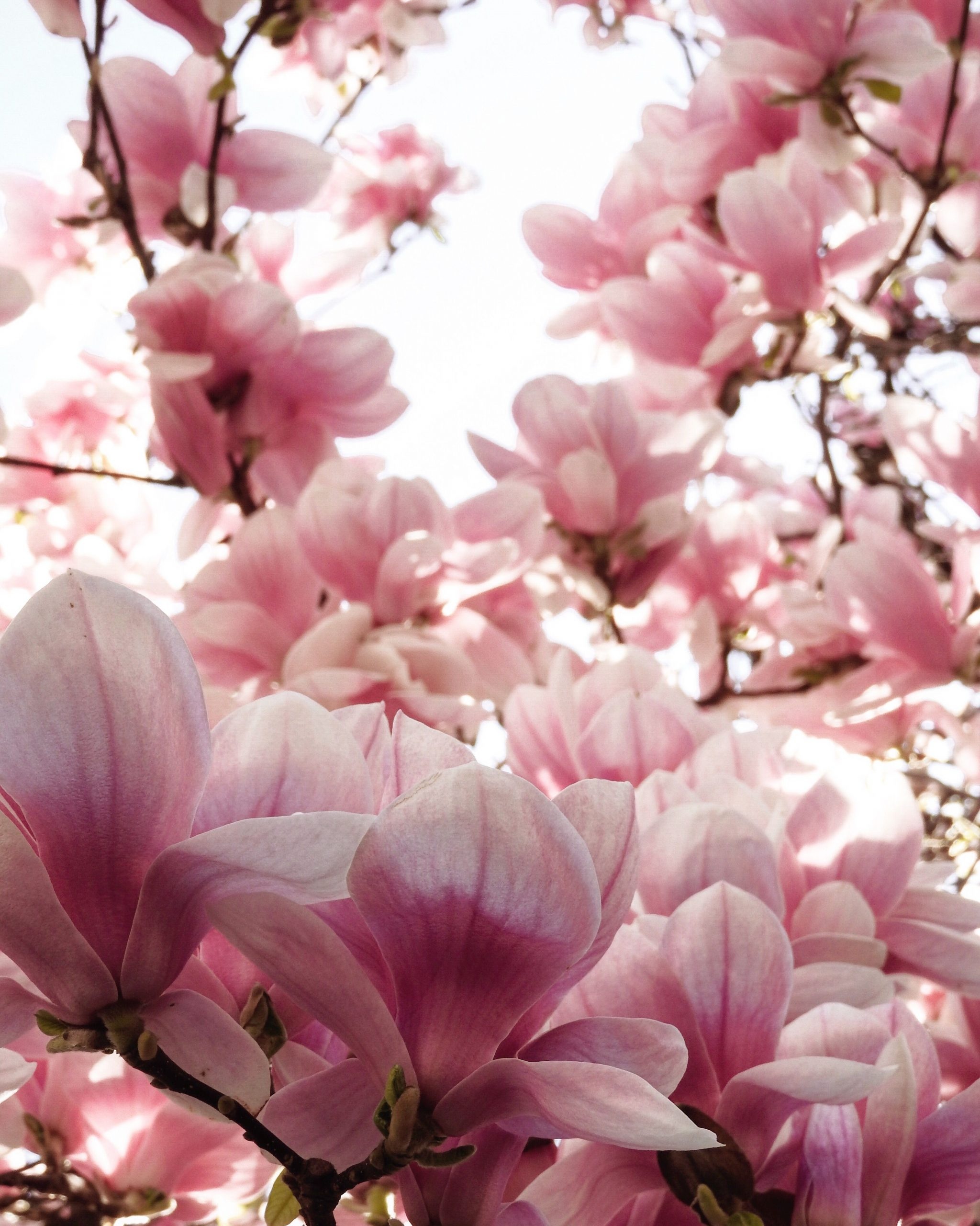 HD magnolia wallpaper, Vibrant blooms, Nature's beauty, High definition background, 2050x2560 HD Phone