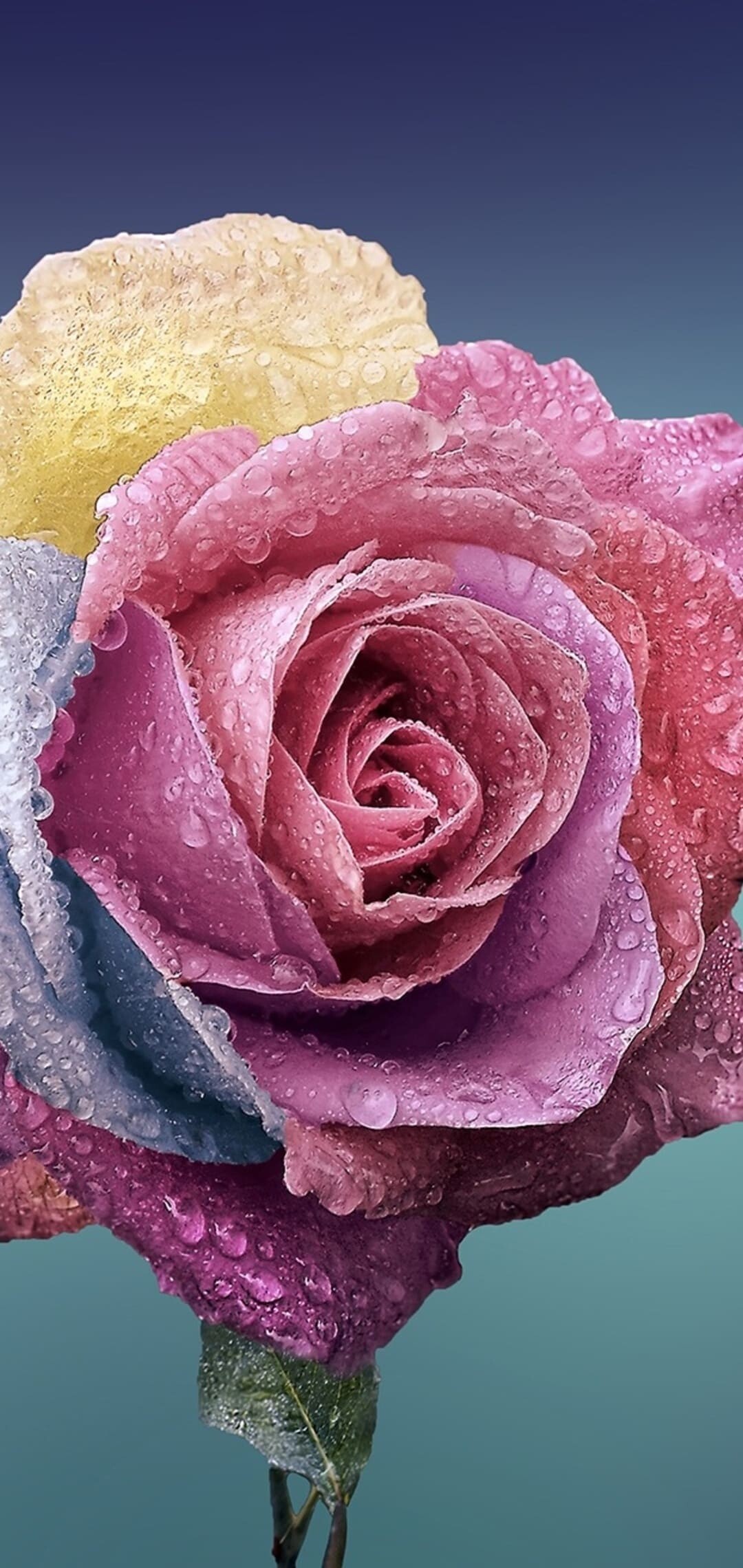 Artificially Colored, Roses Wallpaper, 1080x2280 HD Phone