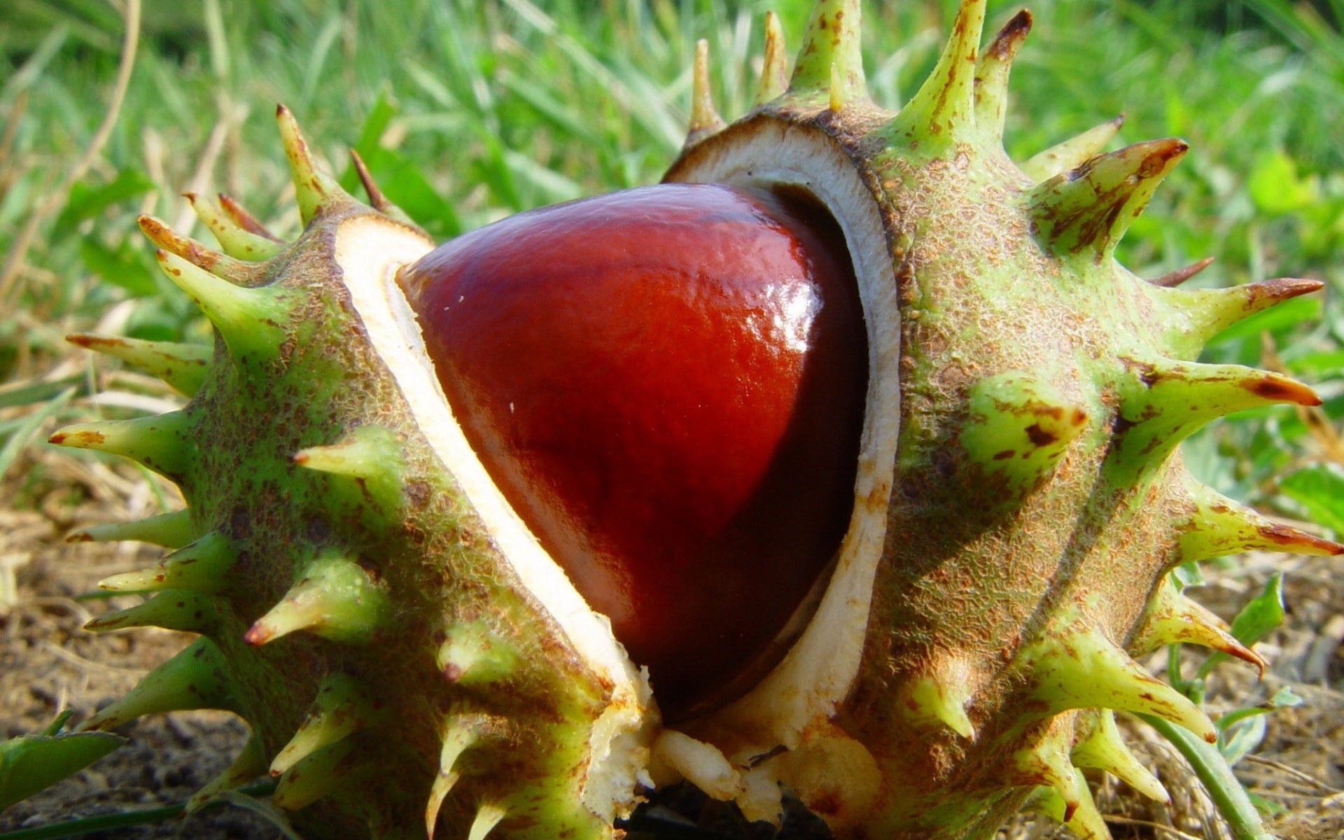 Chestnut wallpapers, Nut-themed backgrounds, Artistic representations, Warm tones, 1920x1200 HD Desktop