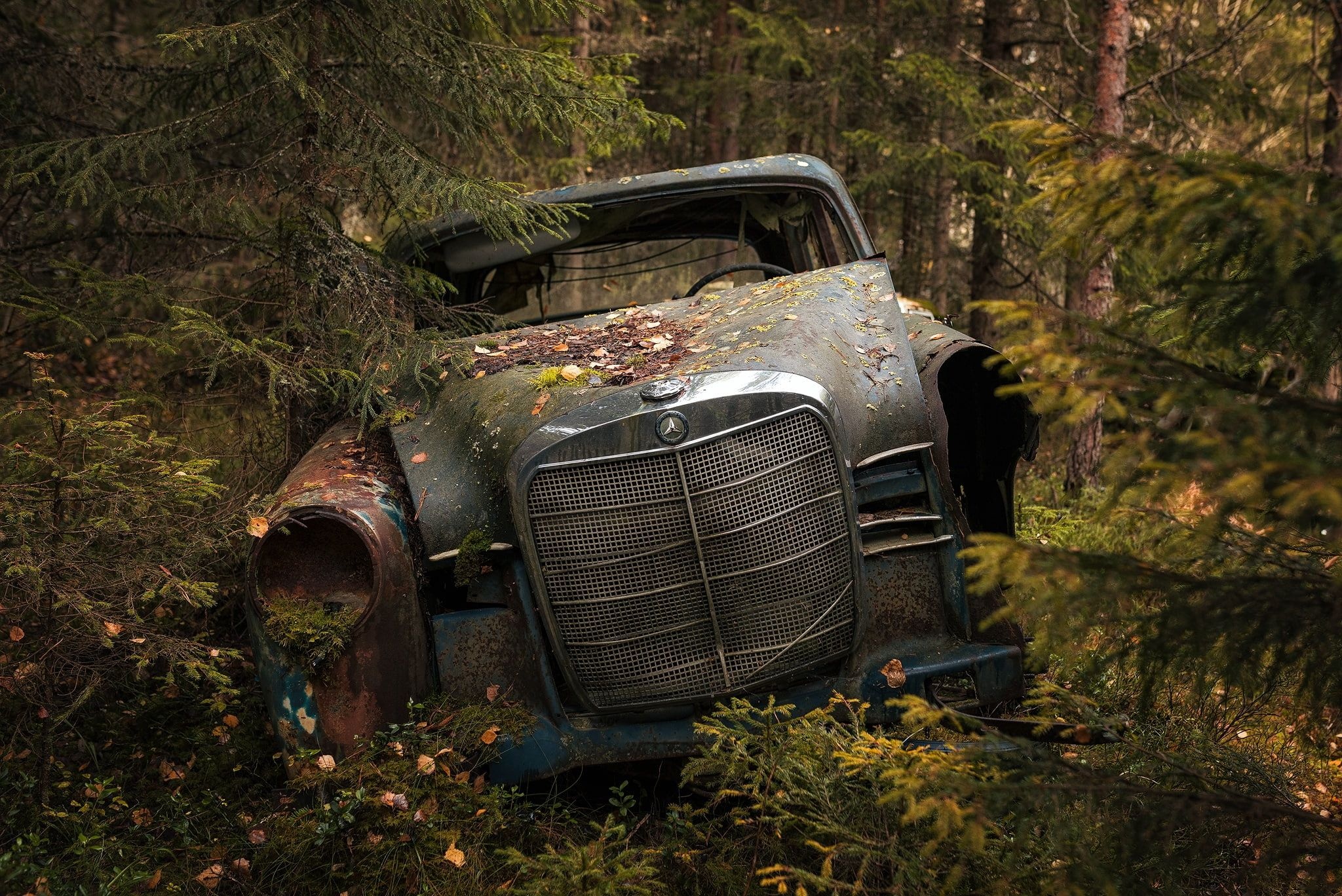 abandoned Mercedes-Benz Ponton, moss-covered car wreck, coniferous pine forest, HD Desktop wallpaper