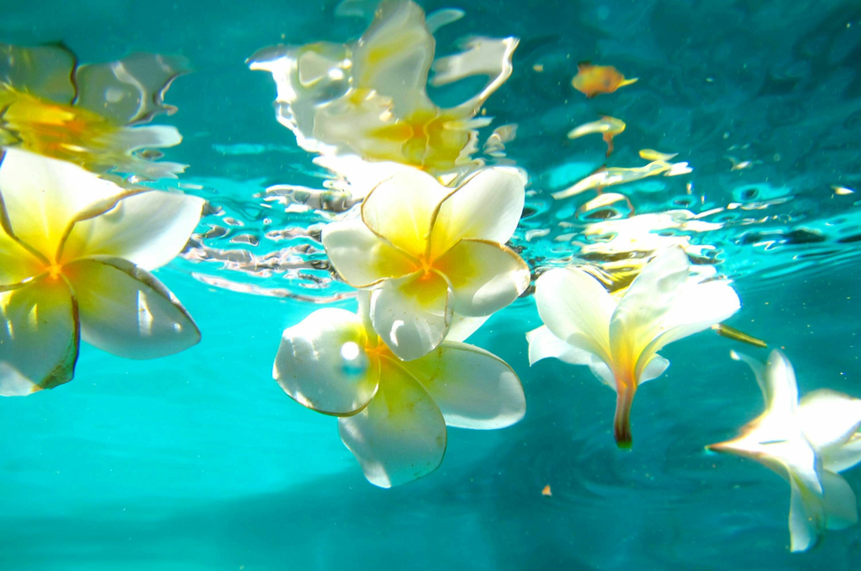 Plumeria garden, Beautiful blooms, Floral images, Nature's gifts, 3000x2000 HD Desktop