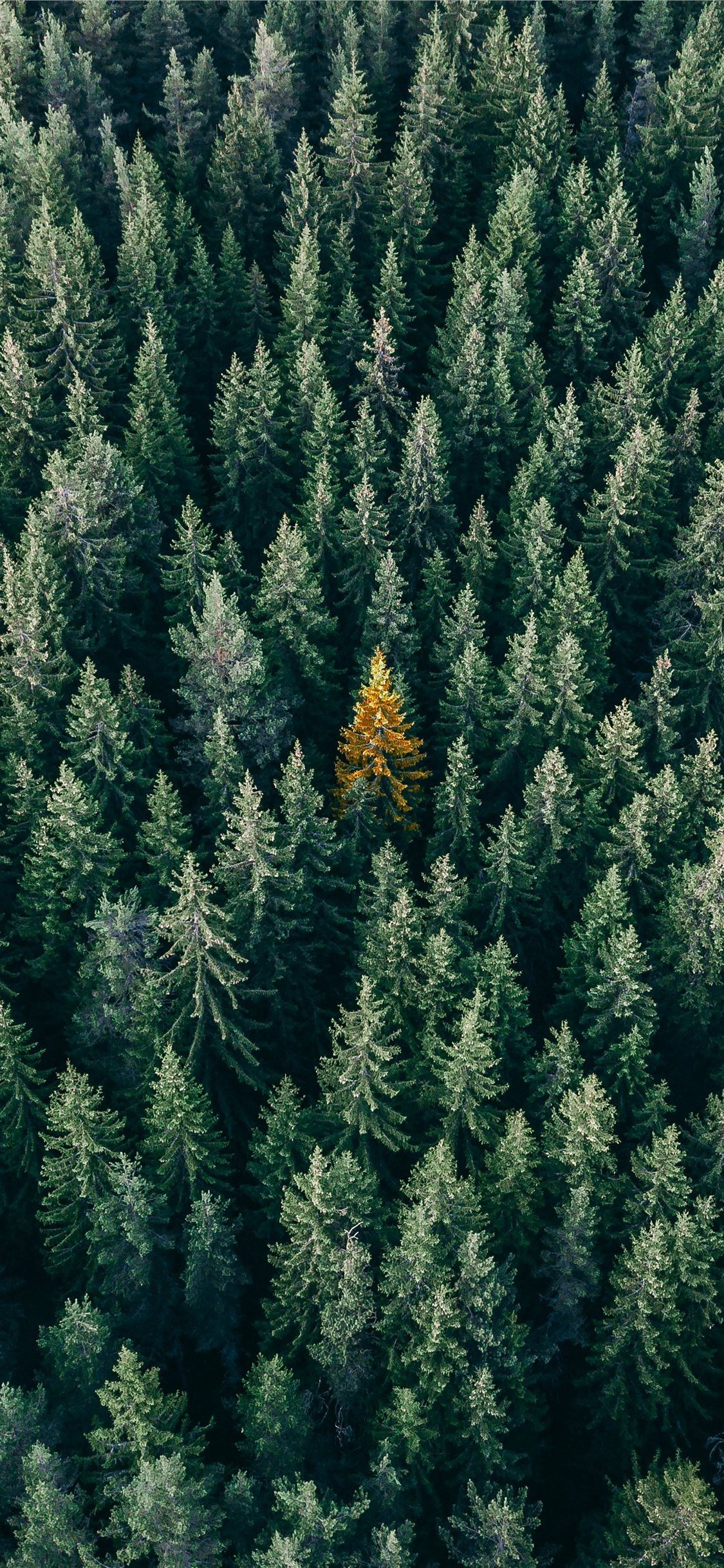single golden pine tree, dense evergreen forest canopy, aerial forest overhead view, HD Phone wallpaper