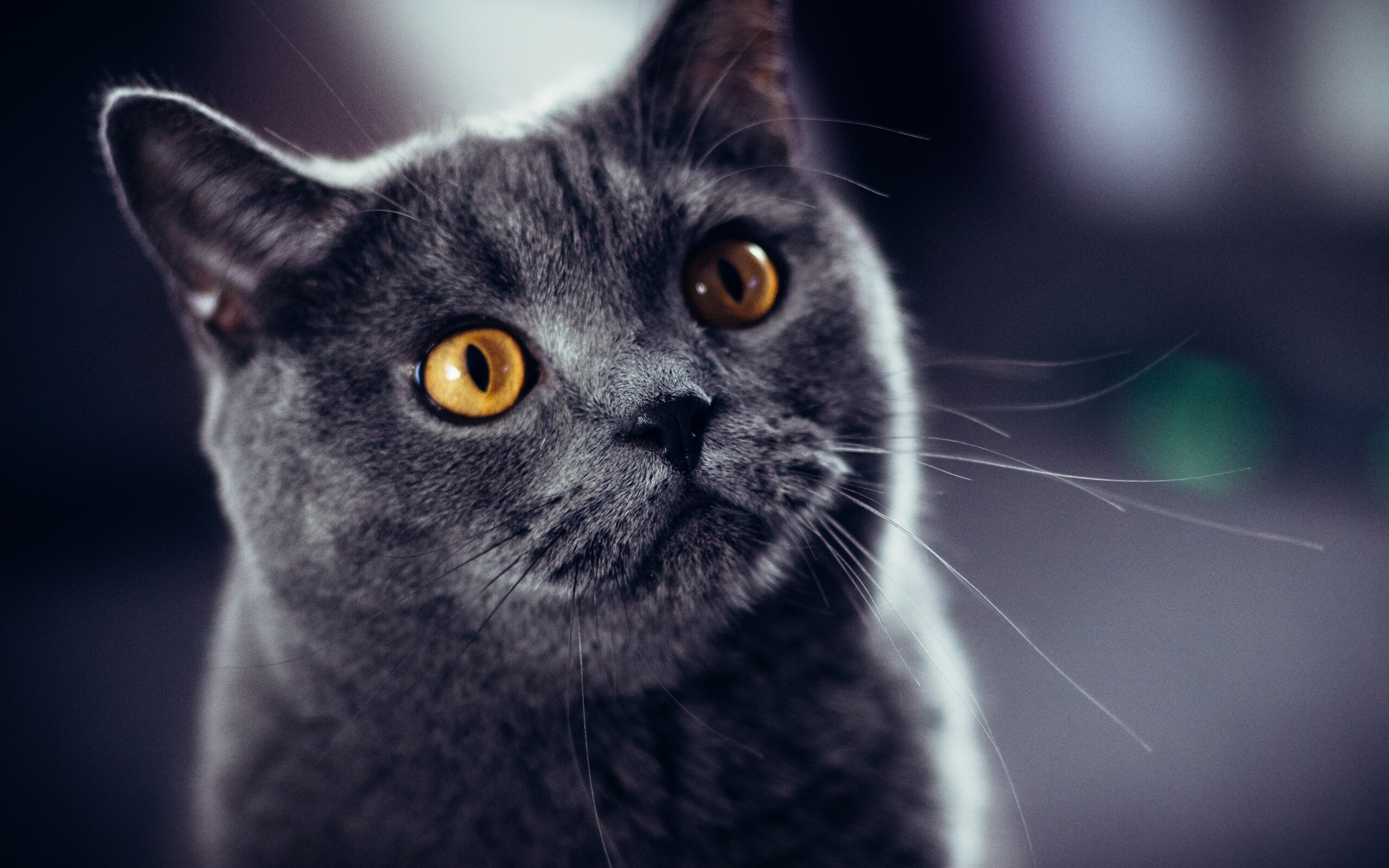 British Cat, Yellow eyes, Captivating gaze, Feline charm, 2560x1600 HD Desktop