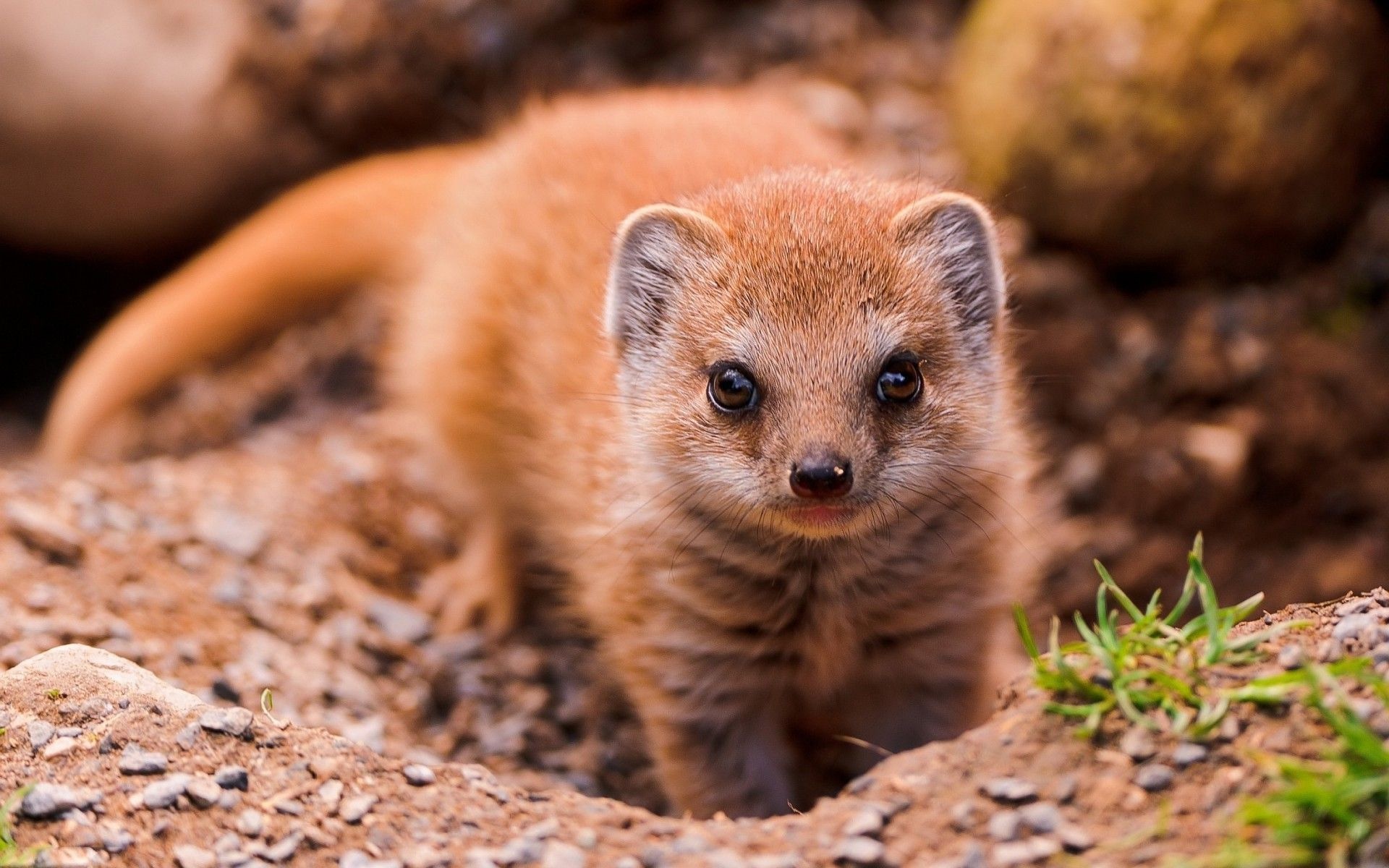 Mongoose, Animal backgrounds, Zoey Cunningham, Wildlife photography, 1920x1200 HD Desktop