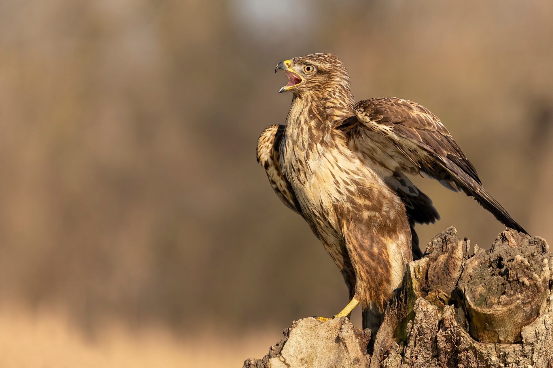 Buzzard (Animal), High-definition wallpapers, Stunning backgrounds, Beautiful bird, 1920x1280 HD Desktop