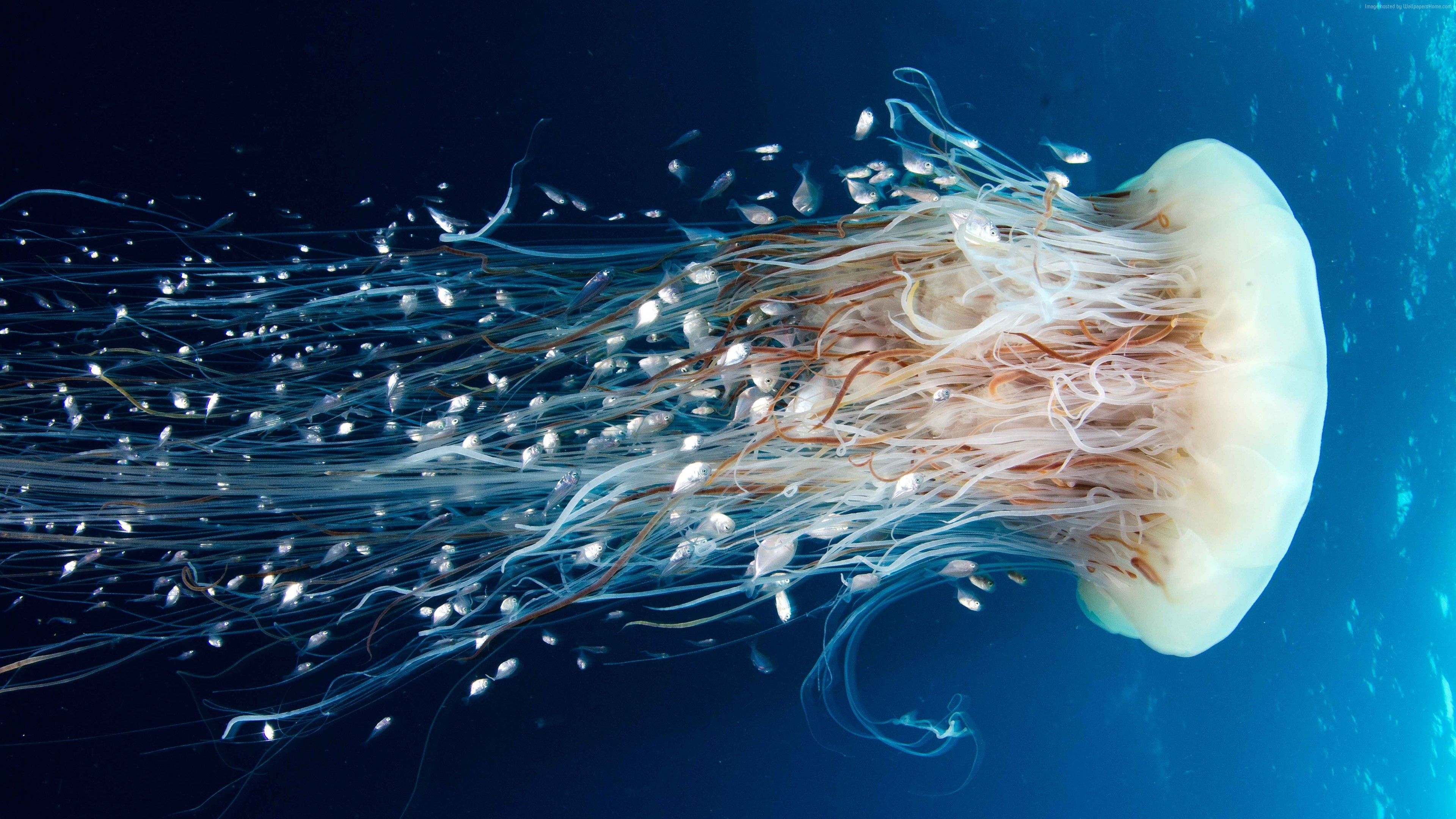 Jellyfish, Biology Wallpaper, 3840x2160 4K Desktop