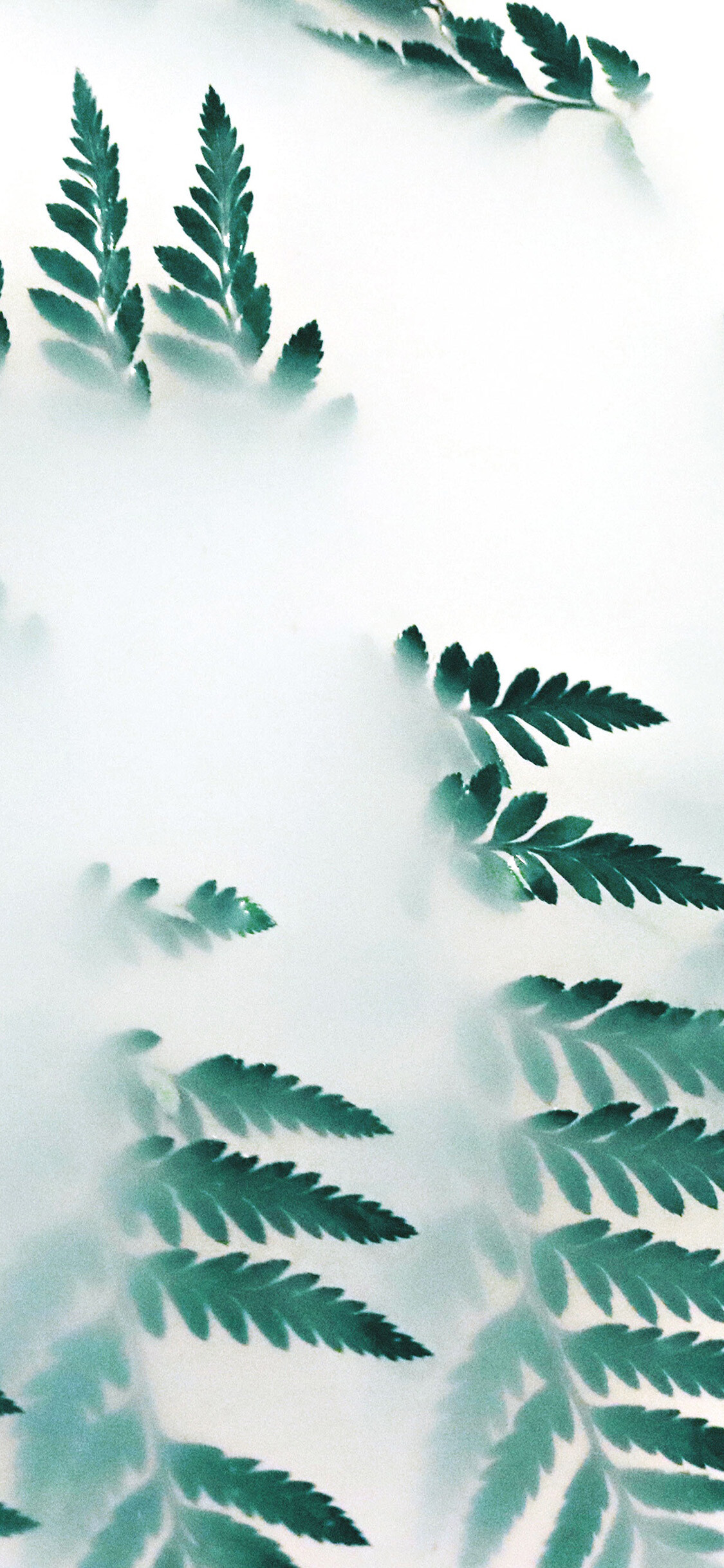 Nature leaf green fog, Serene wallpaper, 1130x2440 HD Phone