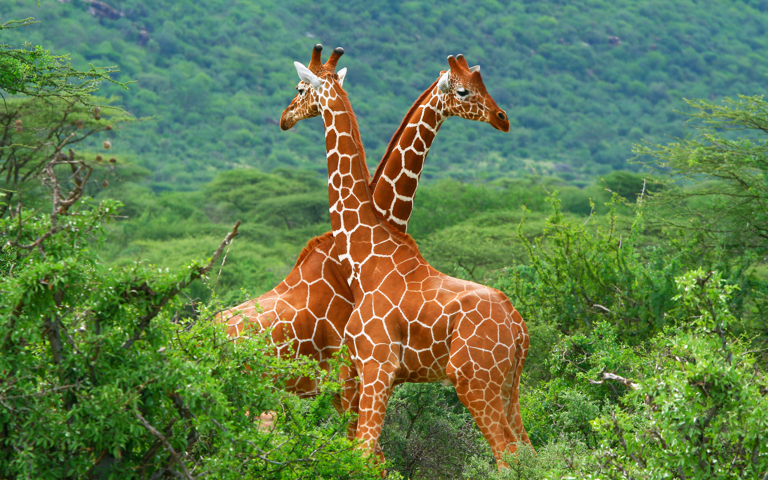 Couple, Giraffes Wallpaper, 2560x1600 HD Desktop