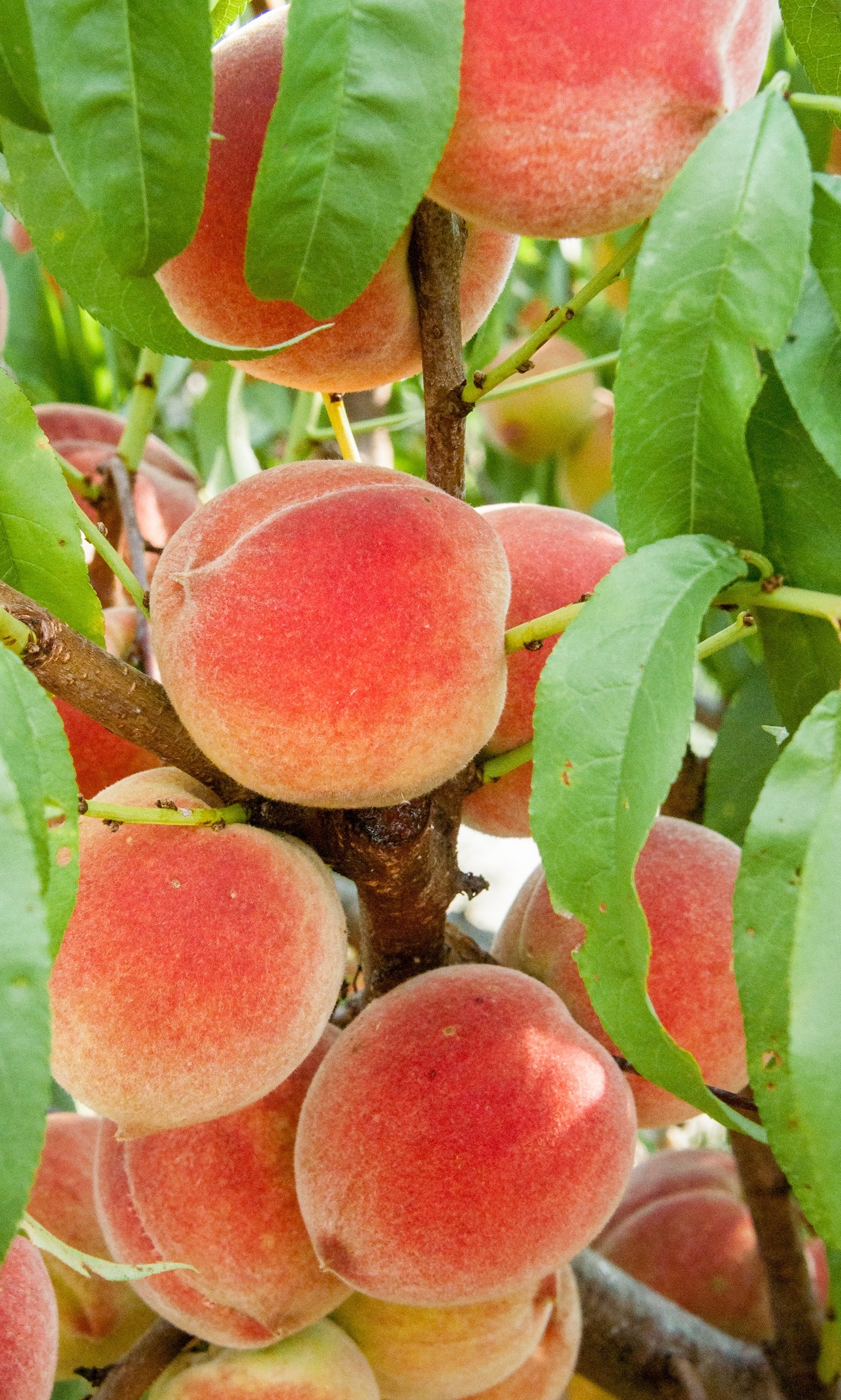 Harvester peach tree, Fruitful produce, Ison's Nursery, Thriving vineyard, 1290x2150 HD Phone