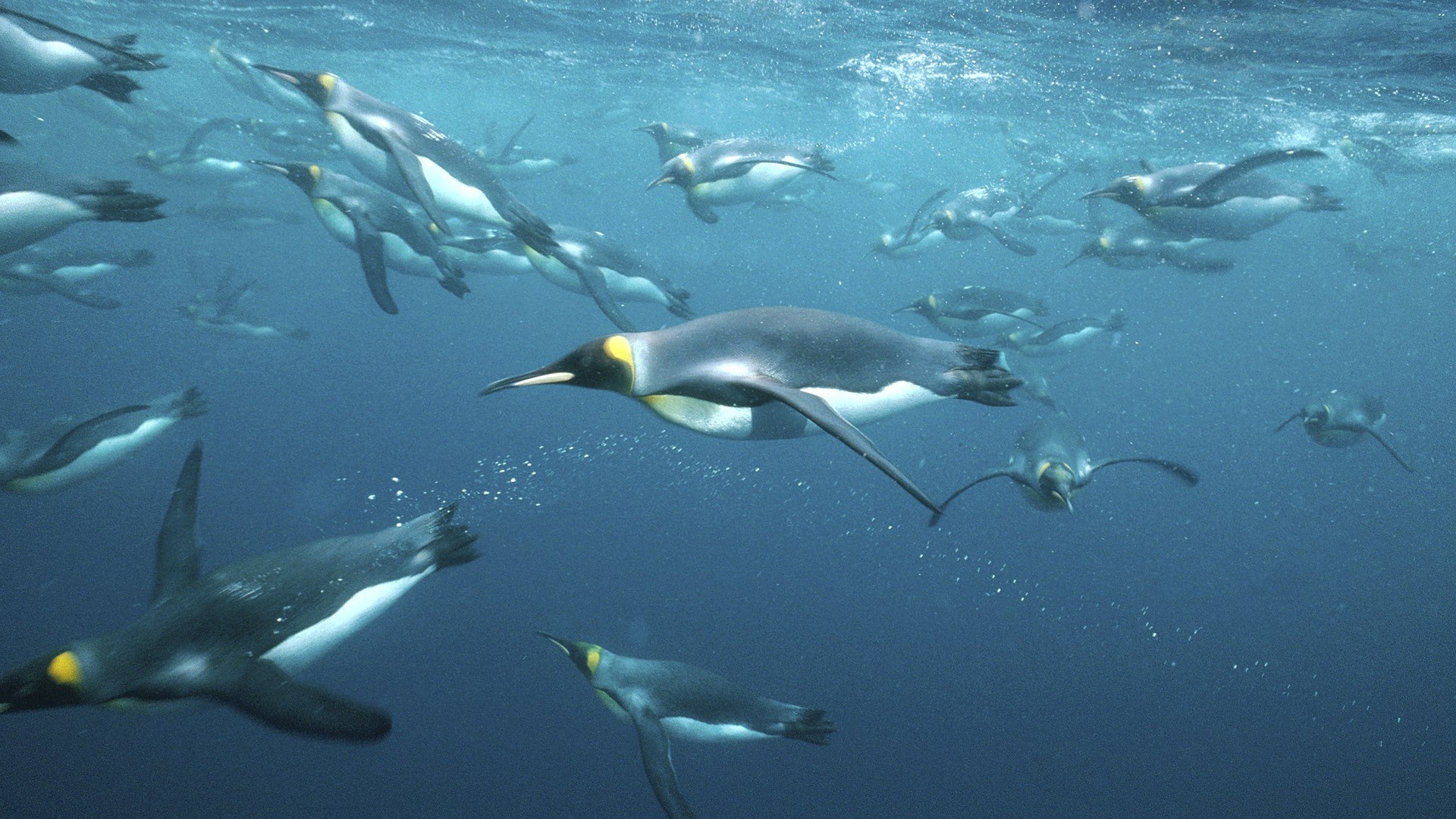 Underwater, Penguins Wallpaper, 1920x1080 Full HD Desktop