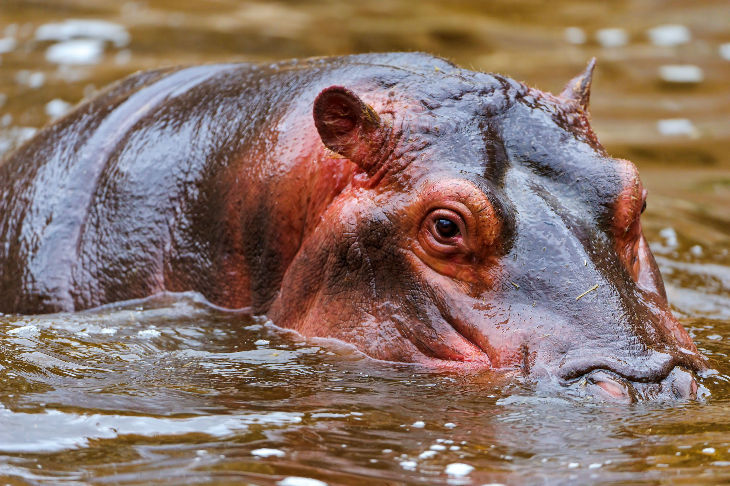 Background image, High definition, Hippo, 2560x1710 HD Desktop