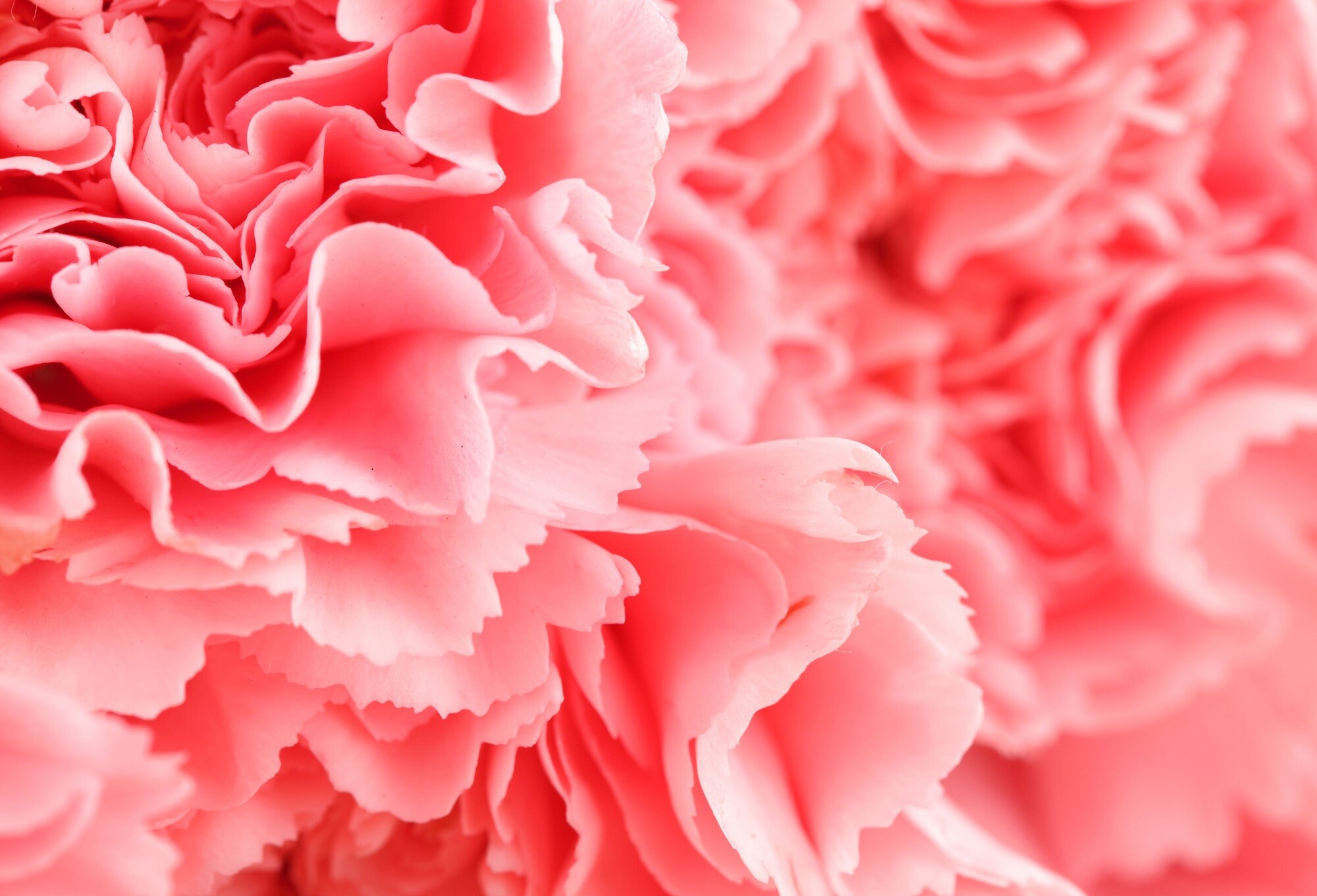 Close-up, Carnations Wallpaper, 2000x1360 HD Desktop