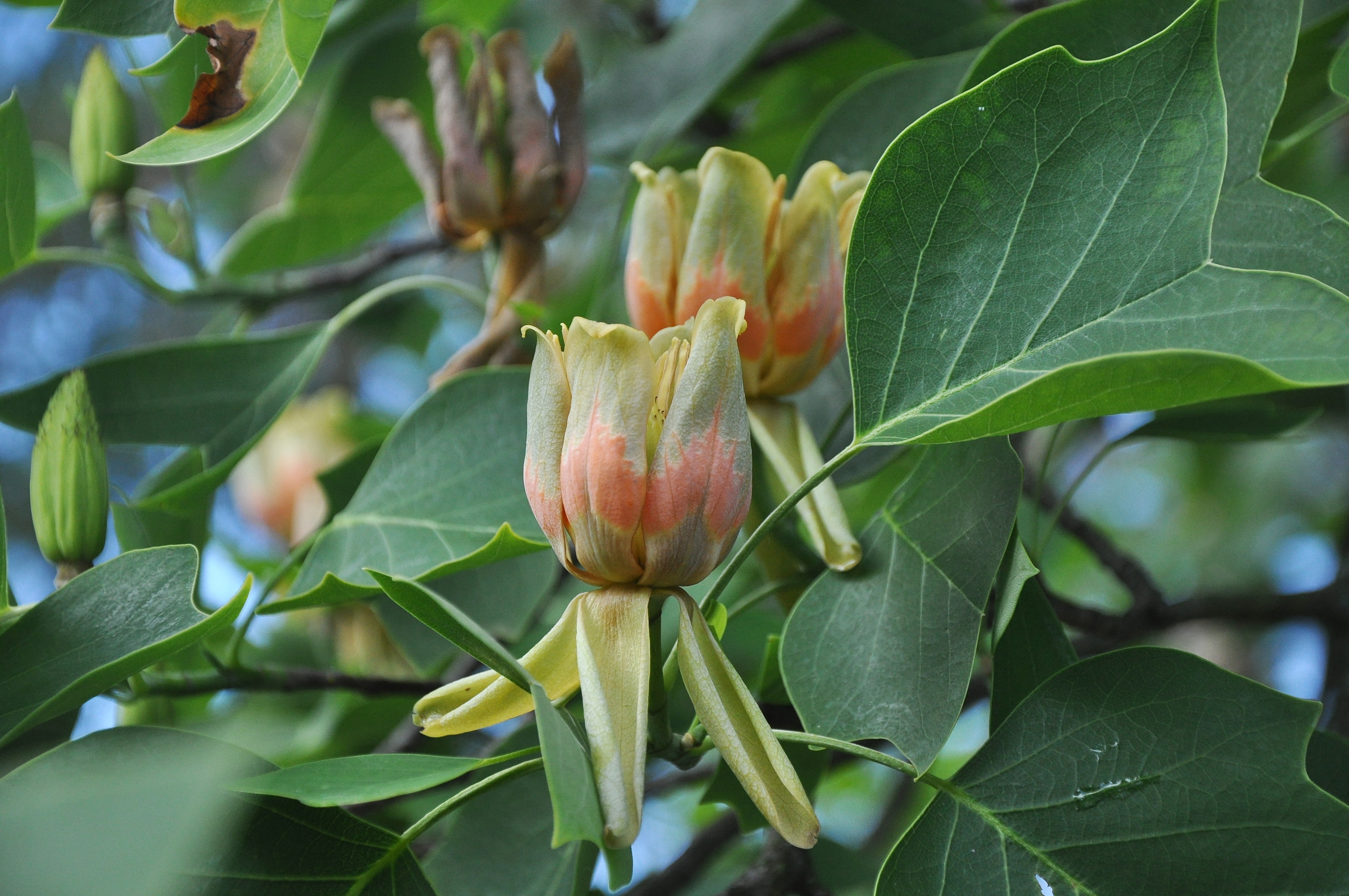 Liriodendron Tulipifera, Tulip Tree Image, 3220x2140 HD Desktop