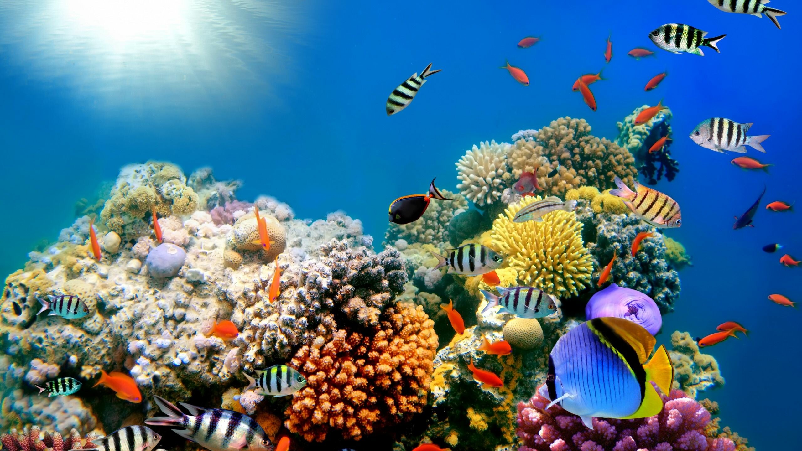 Tropical wallpaper, Coral reef, Underwater ocean fishes, 2560x1440 HD Desktop