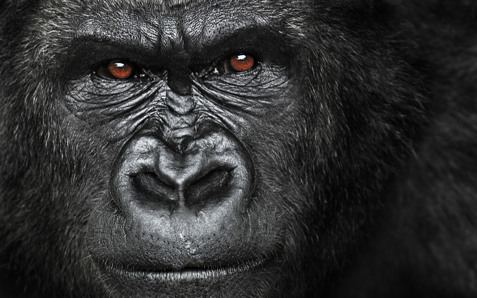Close-up, Apes Wallpaper, 1920x1200 HD Desktop