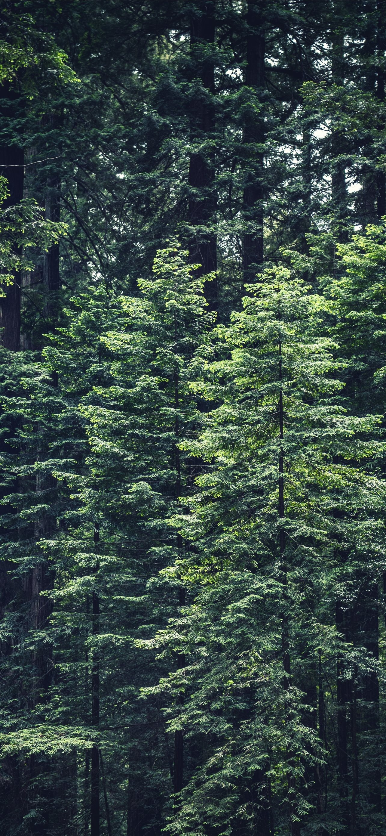 Green leafed tree, Nature's beauty, Hemlock species, Serene landscapes, 1290x2780 HD Phone