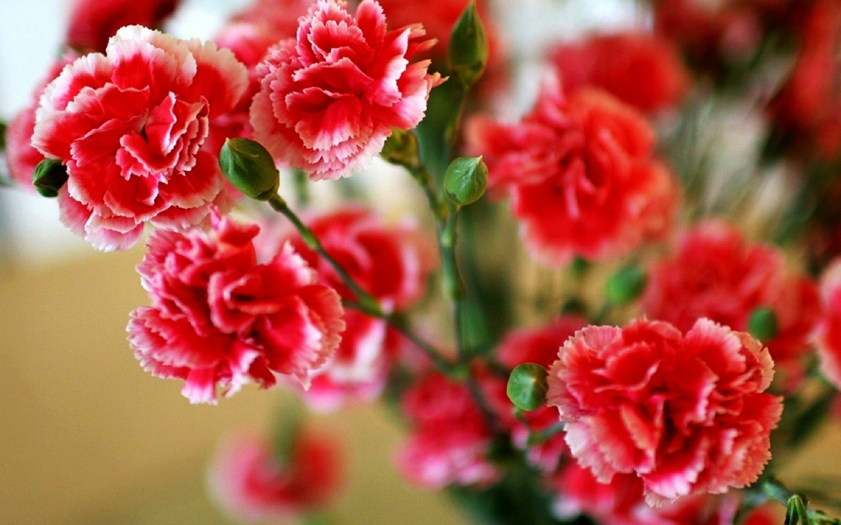 Carnation wallpapers, Top free, Floral backgrounds, Nature's gift, 2880x1800 HD Desktop