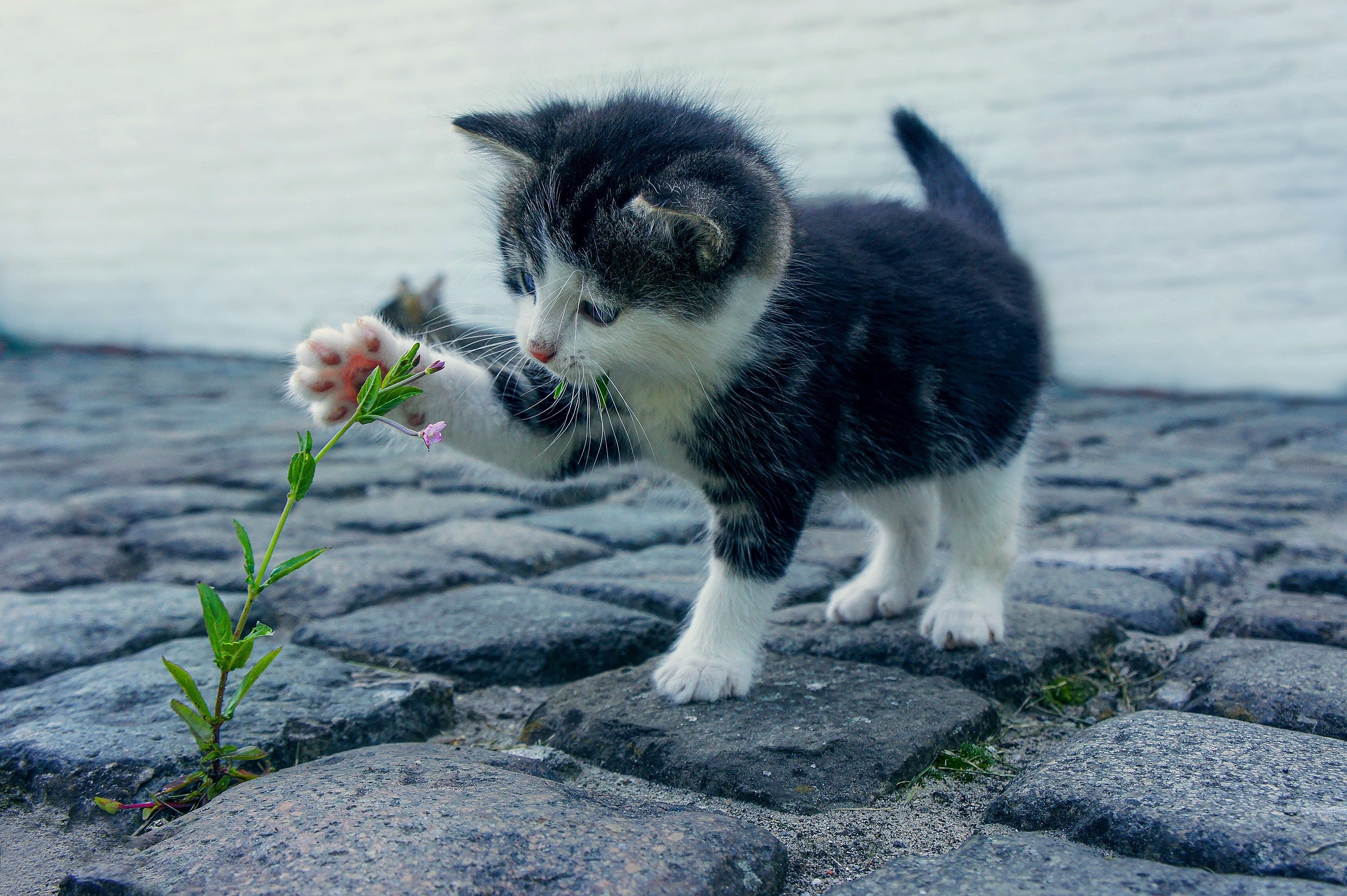 Bicolor tabby kitten, Small pink wildflower, Cobblestone pavement, HD Desktop wallpaper