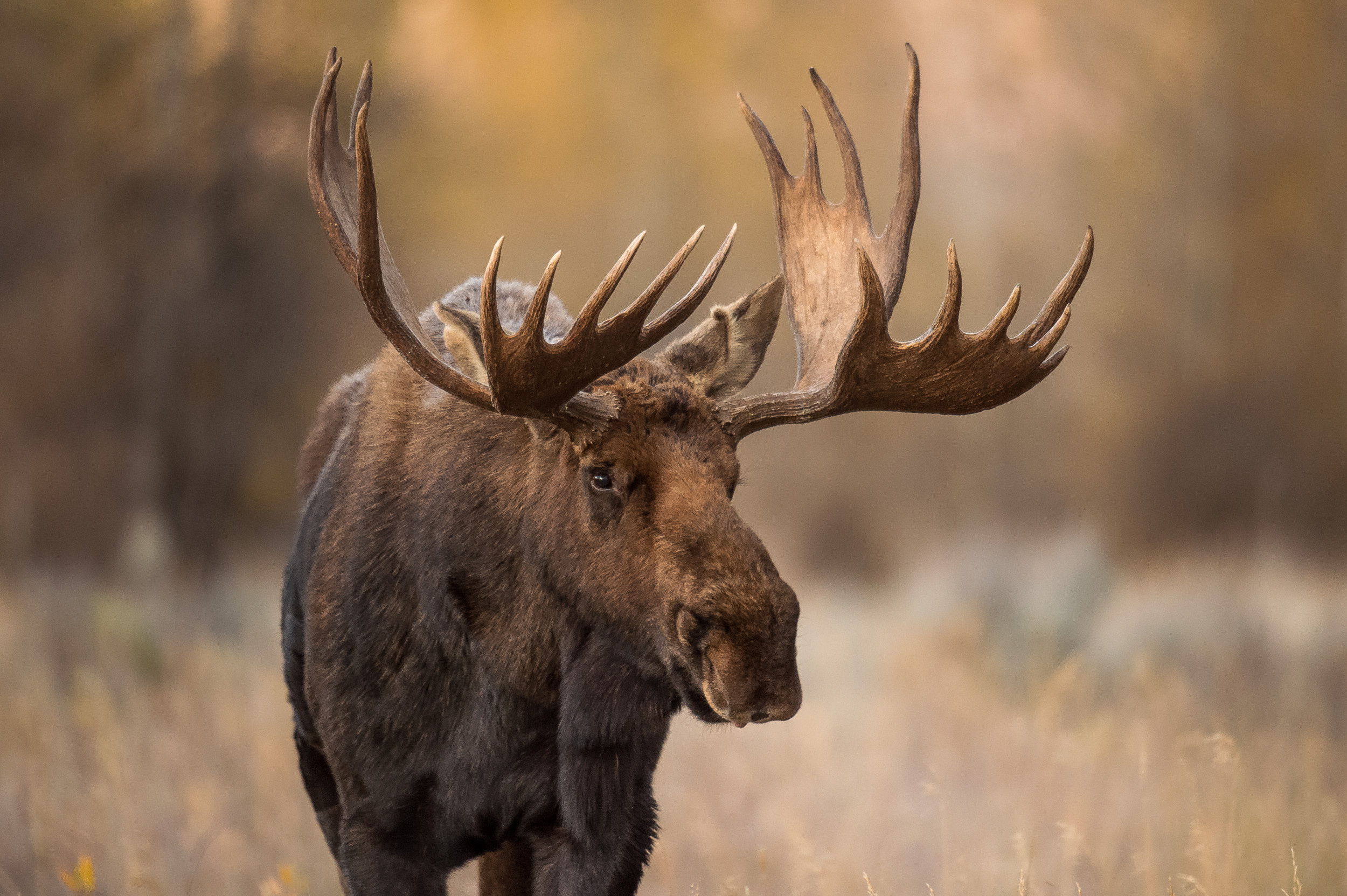 Survival tales, Campsite encounter, Moose's rampage, Adventurous story, 2500x1670 HD Desktop