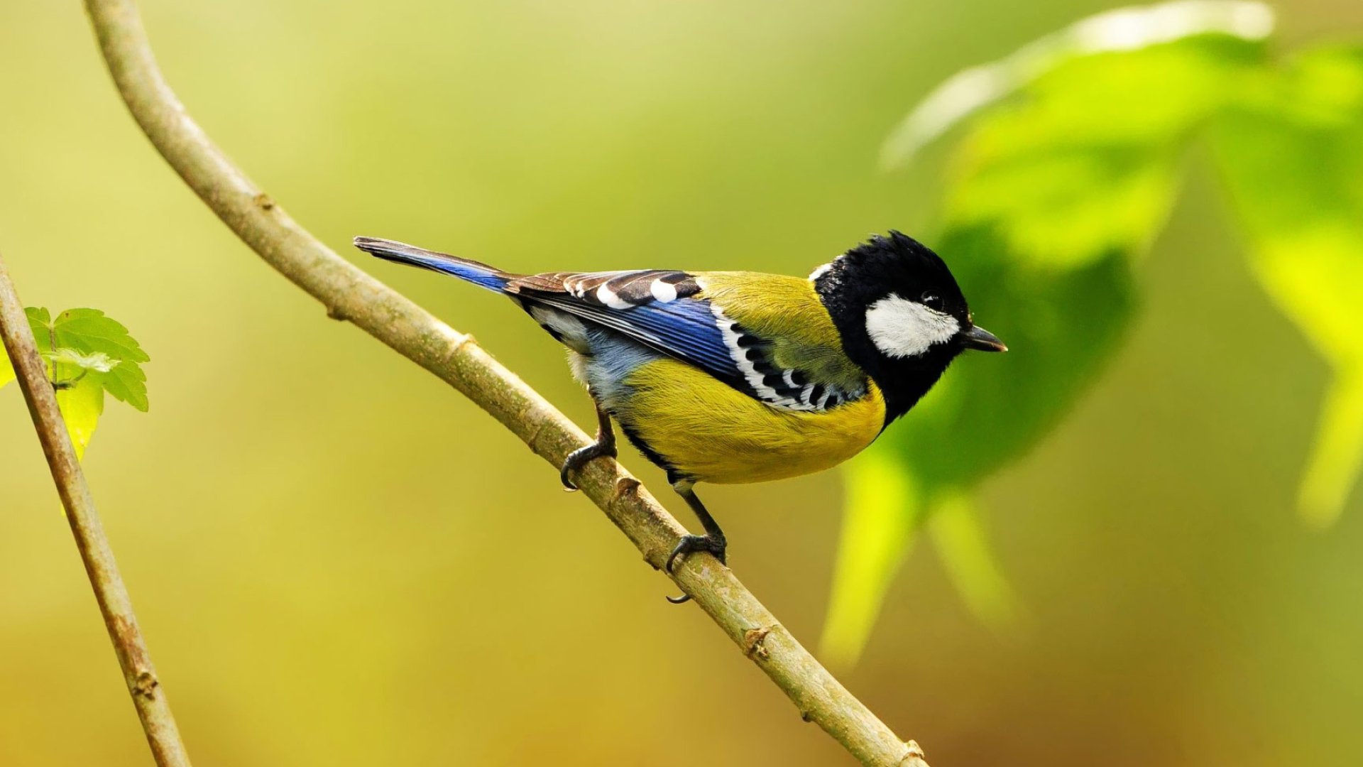 Great Tit Wallpaper, Animal World, Nature's Glory, Stunning Visuals, 1920x1080 Full HD Desktop