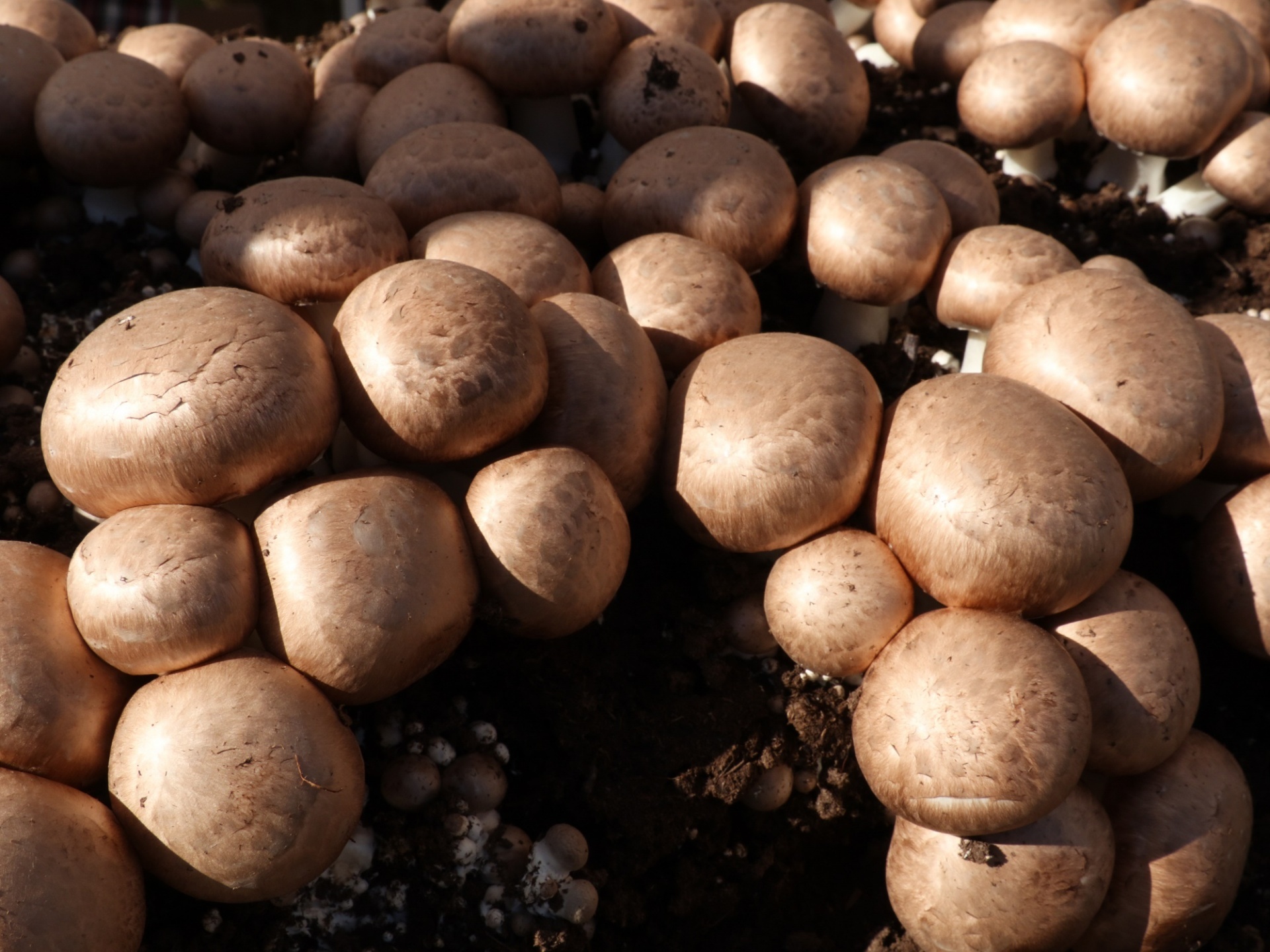 Mushroom cultivation, Waste recycling, Innovative burger, Sustainable fertiliser, 1920x1440 HD Desktop