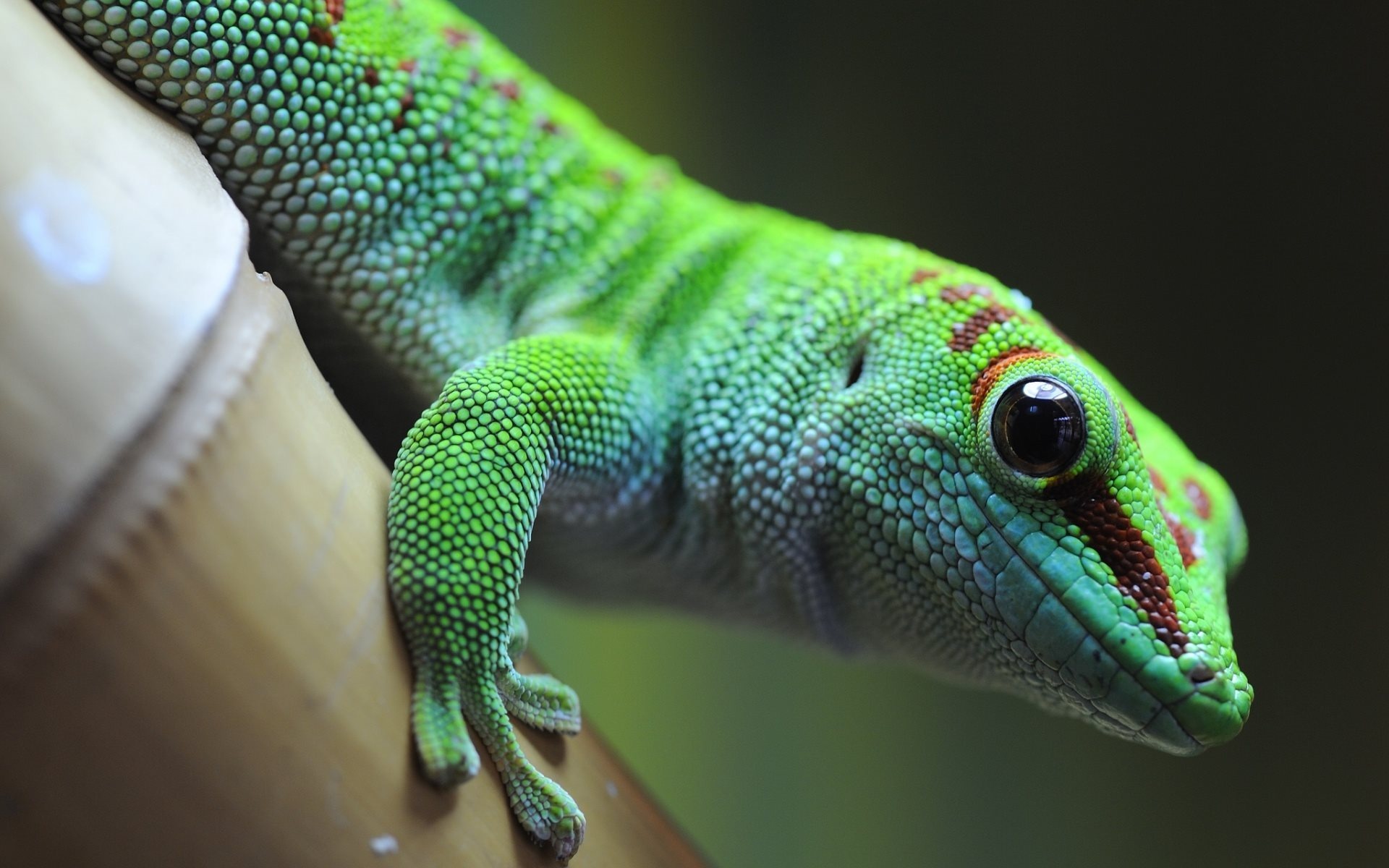 Gecko, Green lizard beauty, High-quality desktop wallpapers, 1920x1200 HD Desktop