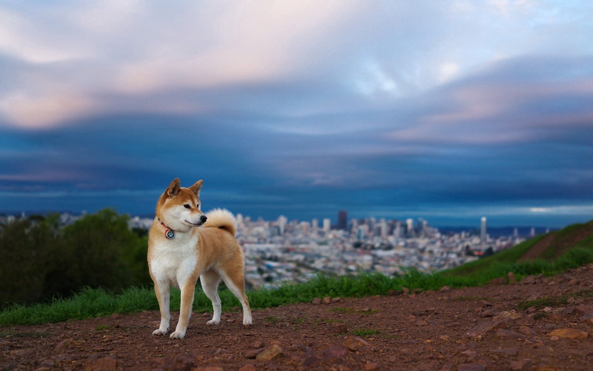Mobile wallpaper, animals nature, dog elevation, 1920x1200 HD Desktop
