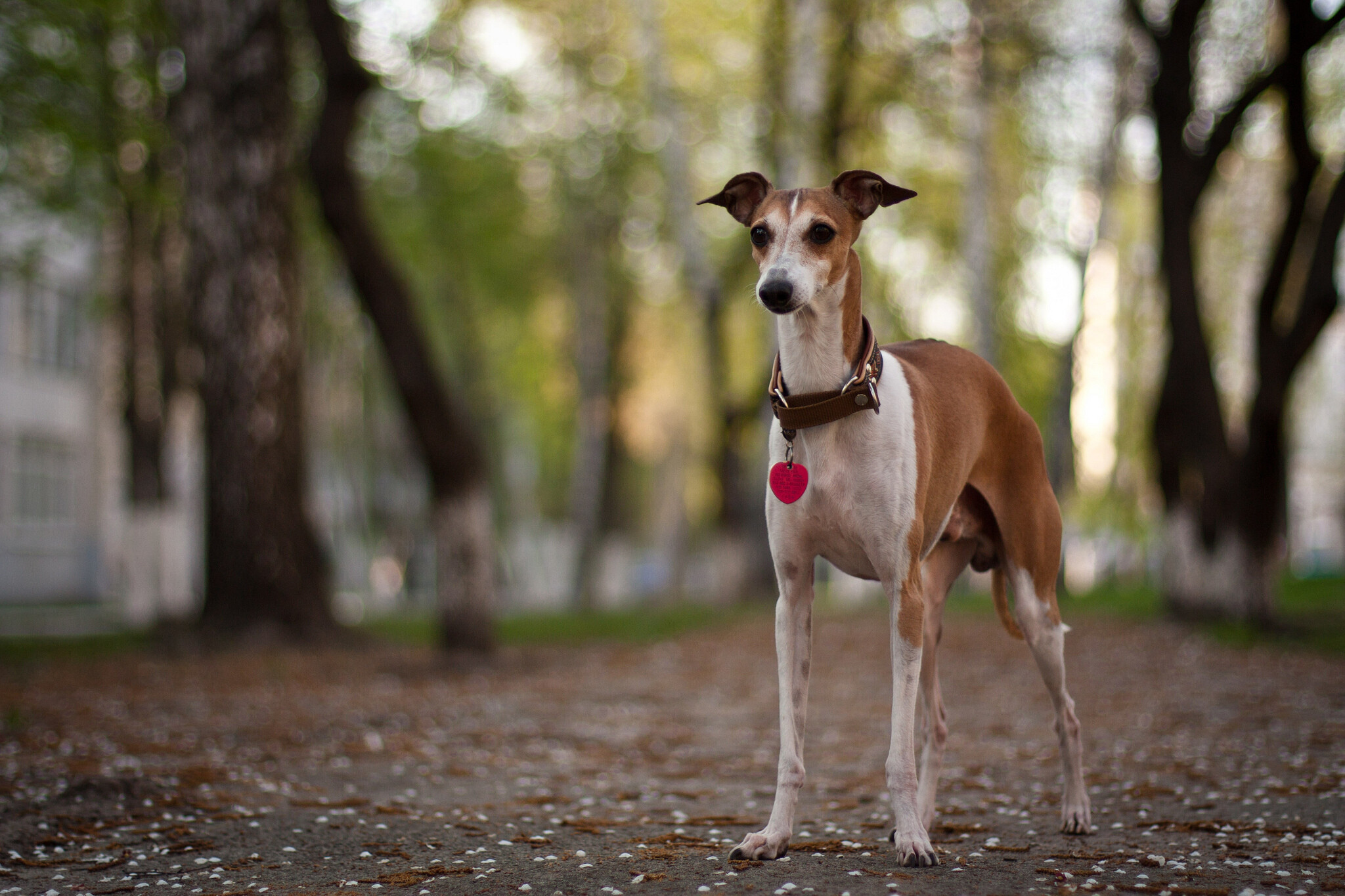 Greyhound sighthound, Tatyana Vergel photography, Beautiful animal, Graceful movements, 2050x1370 HD Desktop