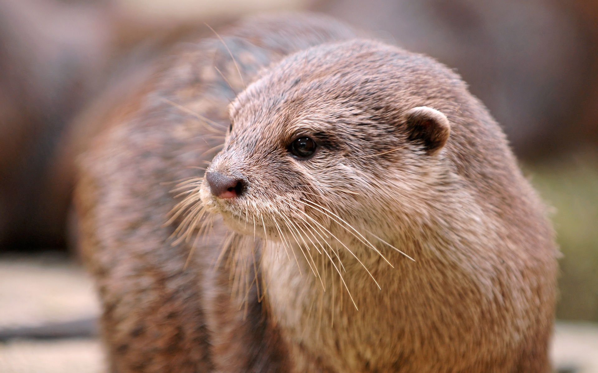 Fanpop otter wallpaper, Fan-favorite otter image, Beloved animal portrayal, Community's otter obsession, 1920x1200 HD Desktop
